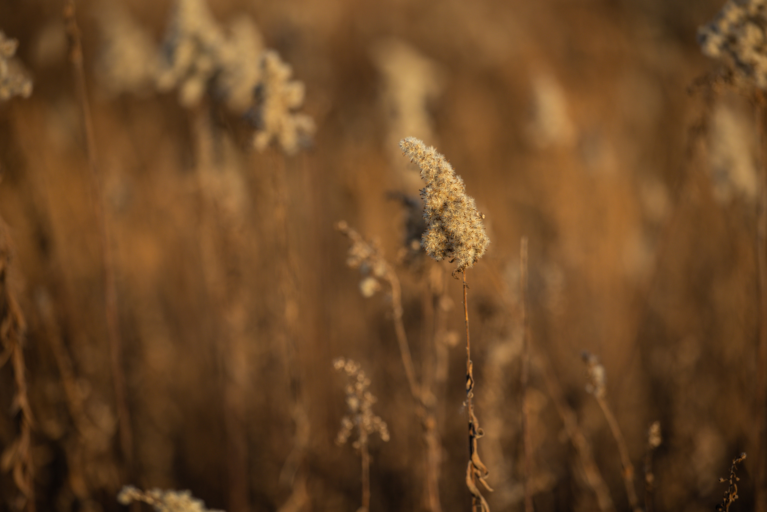 Поля с кириллом. Фотограф в Санкт-Петербурге и Москве Макс Спектор