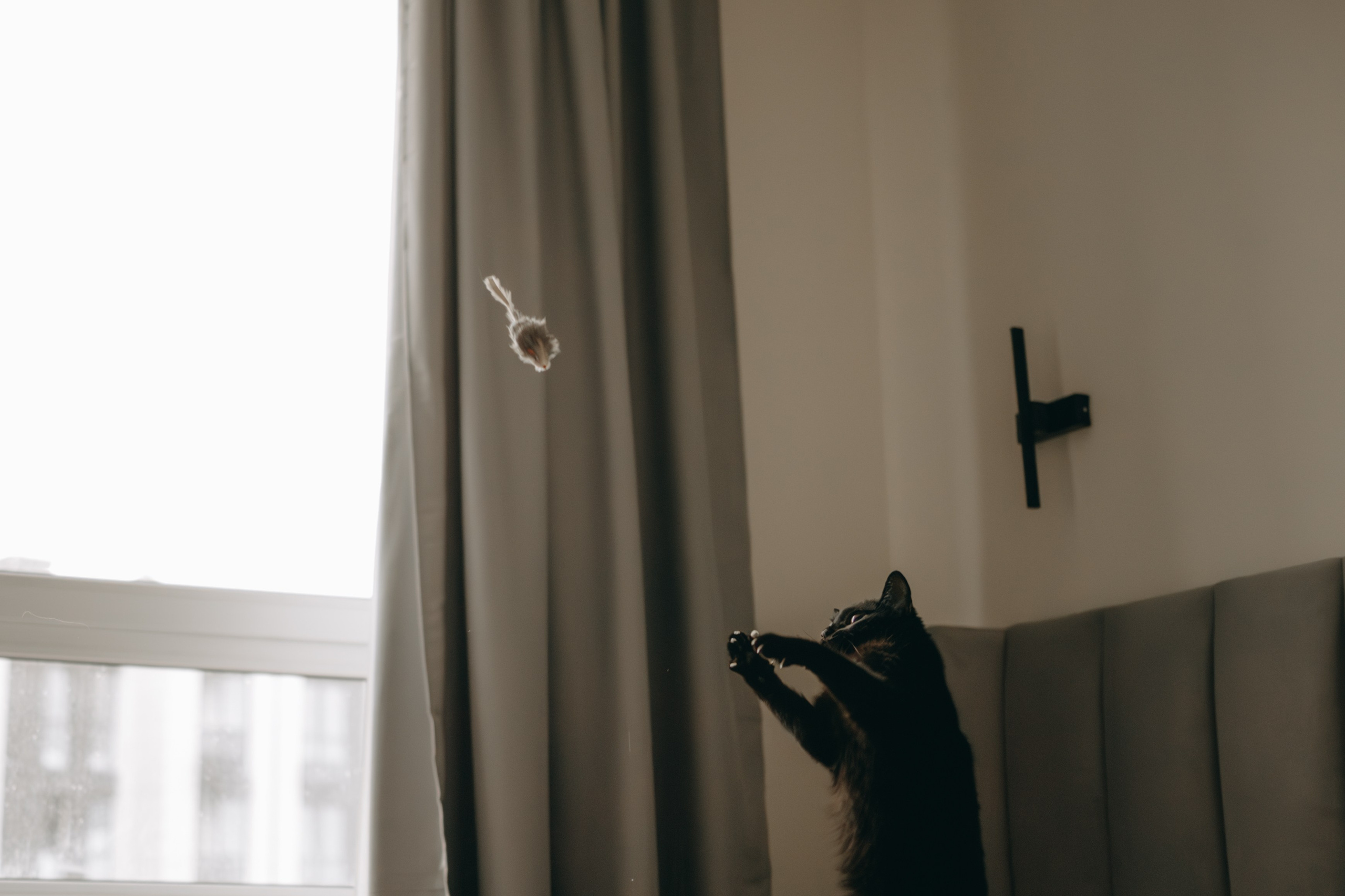 Настя, Никита и их Гром и Мяу. Фотограф — Анималист | Санкт-Петербург