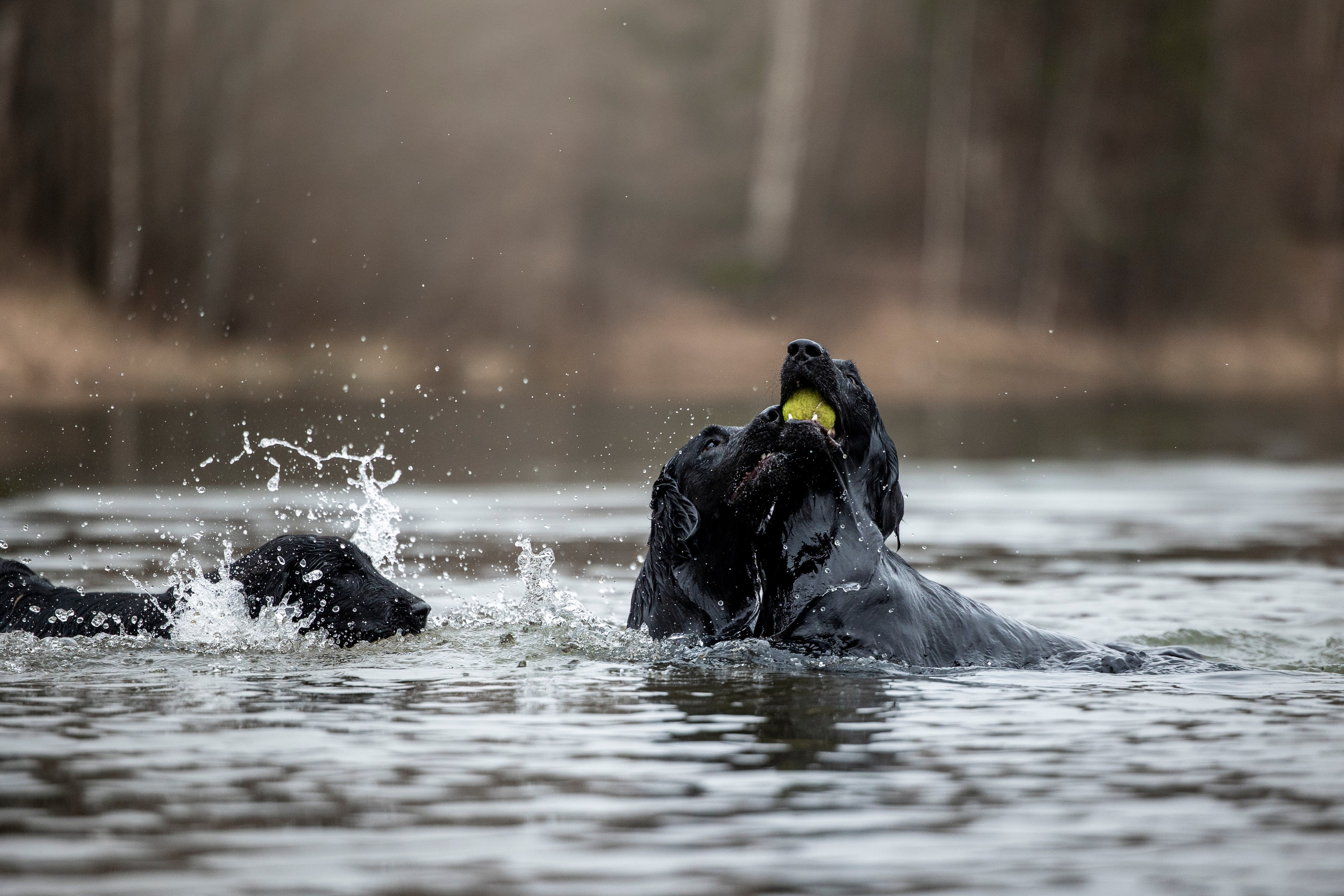 Ора, Ева, Рози и их семья. Фотограф — Анималист | Санкт-Петербург