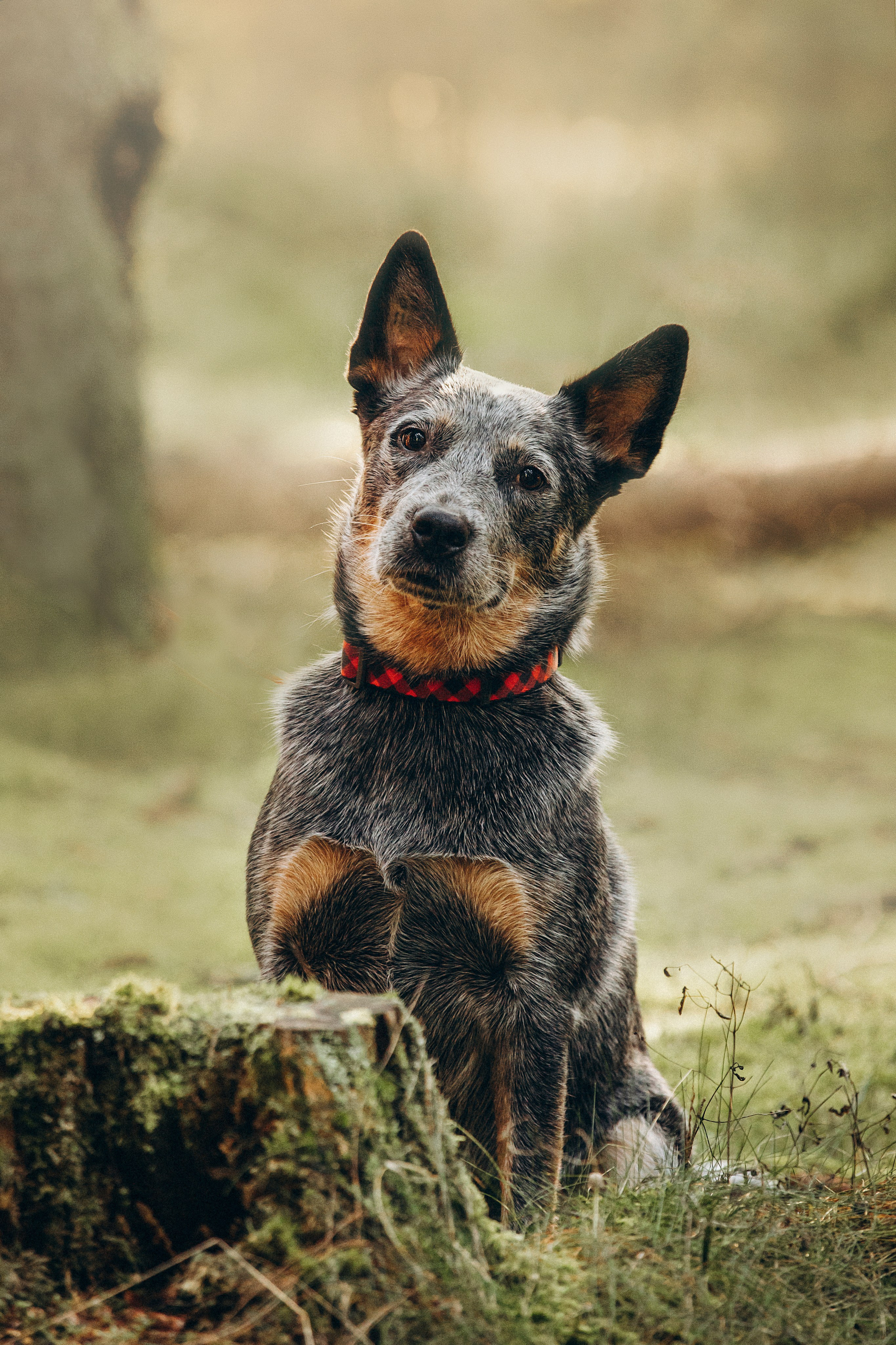 Оля и Мотечка. Фотограф — Анималист | Санкт-Петербург