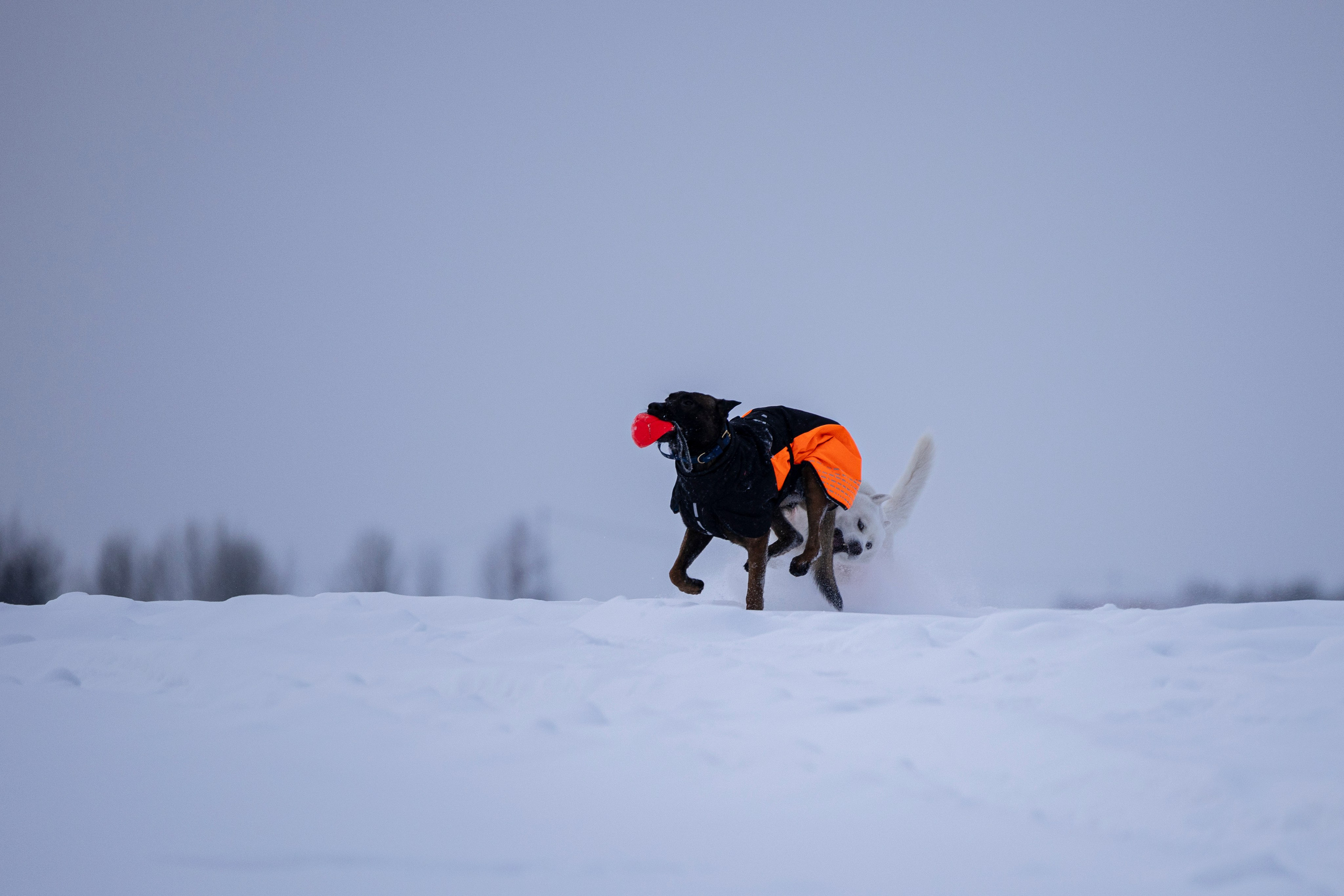 Рики и Гаруда. Фотограф-анималист Анна Маринич