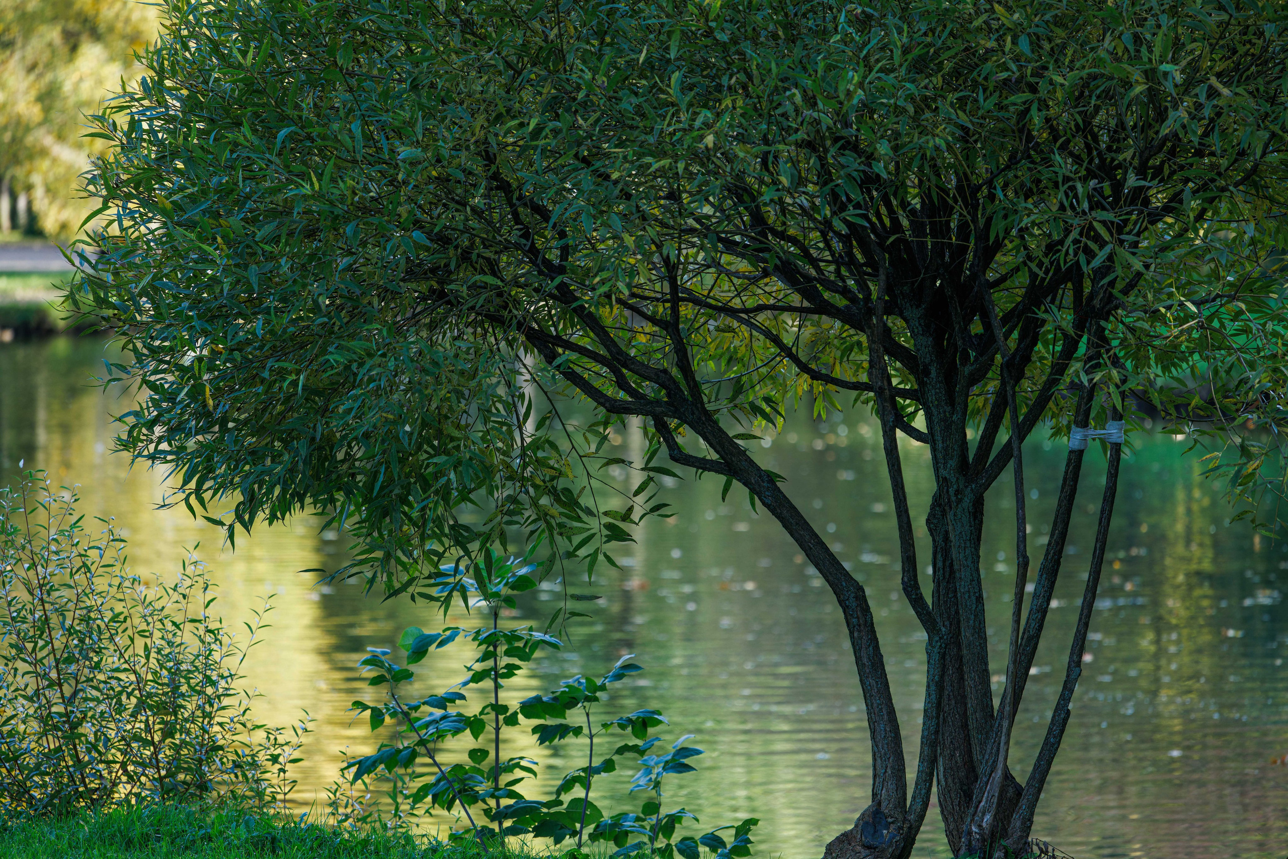 Парк Екатерингоф. Фотограф Балаев Михаил