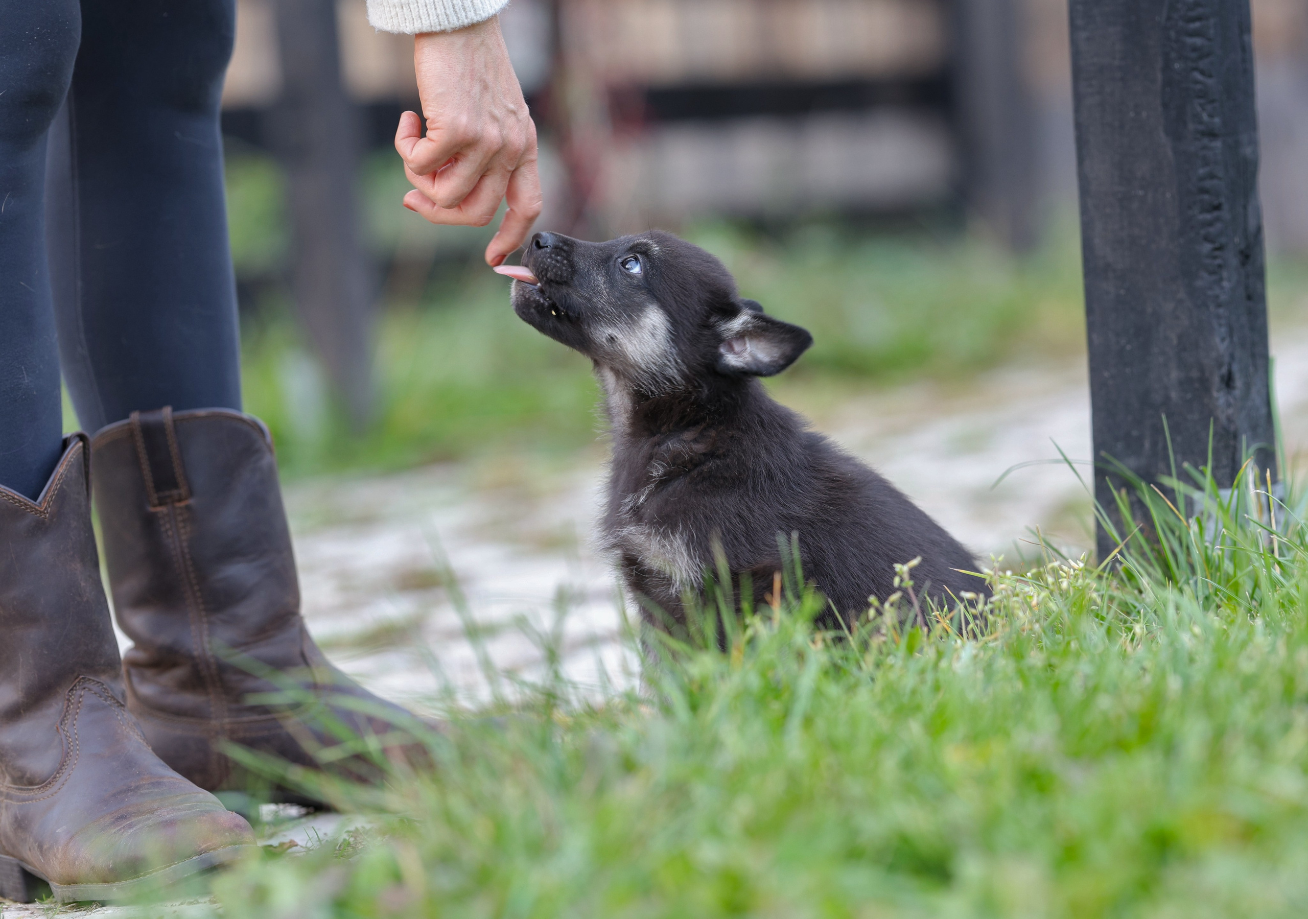 Щенки. Фотограф Максим Татаринов