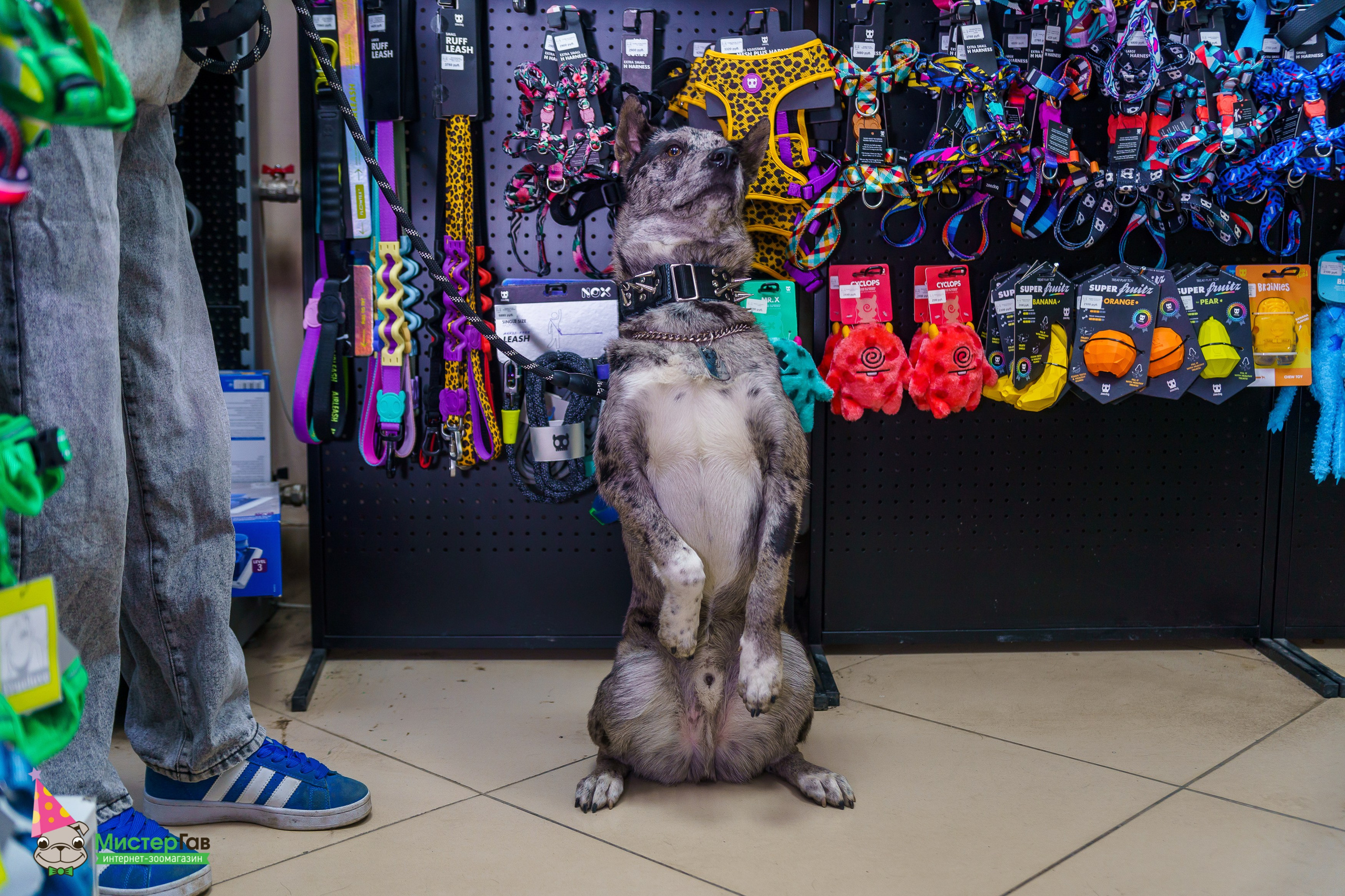 Мистер Гав -13 лет!. Фотограф Челябинск · Ольга Серебрякова