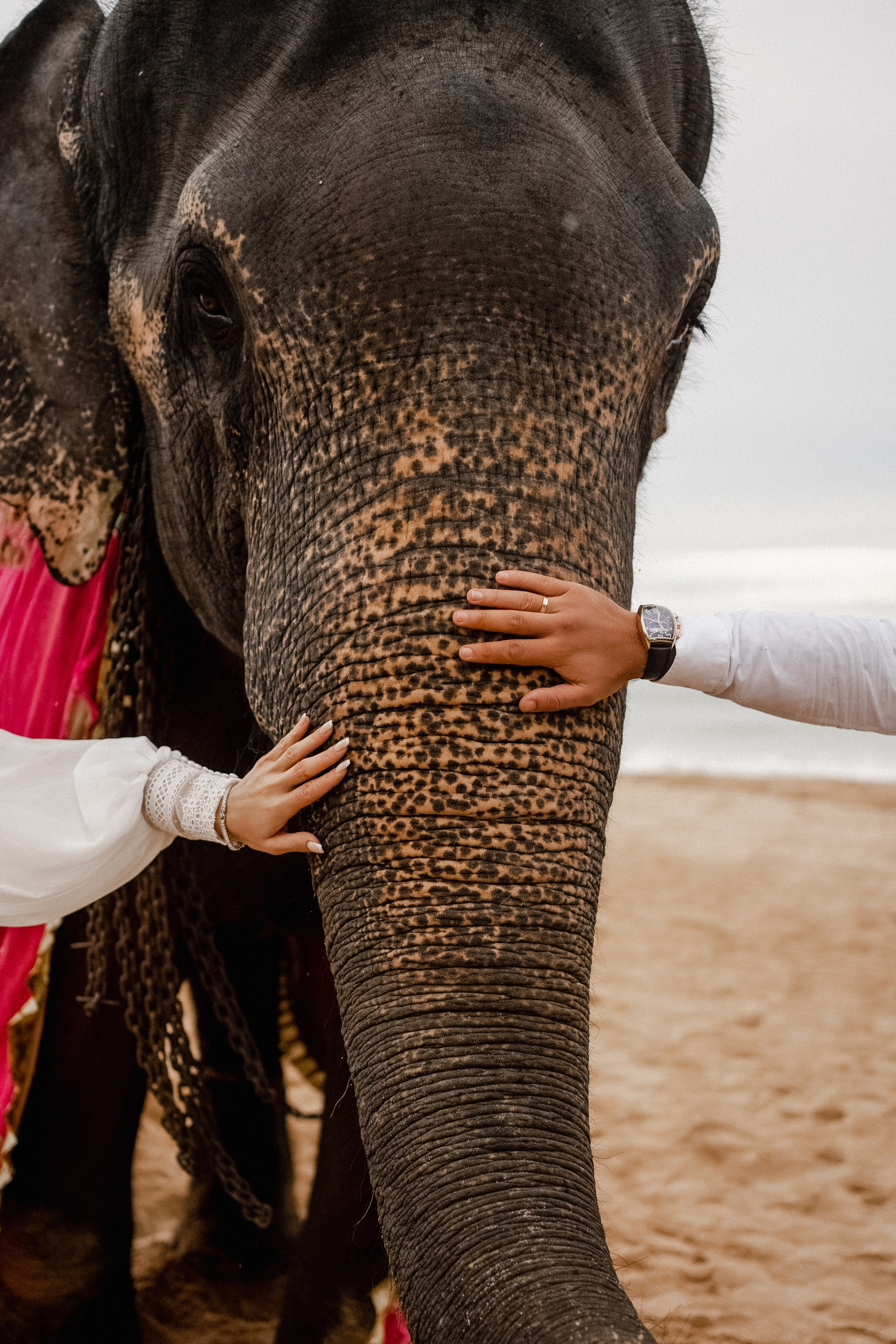 Mirza & Tamilla. Dolce_wedding