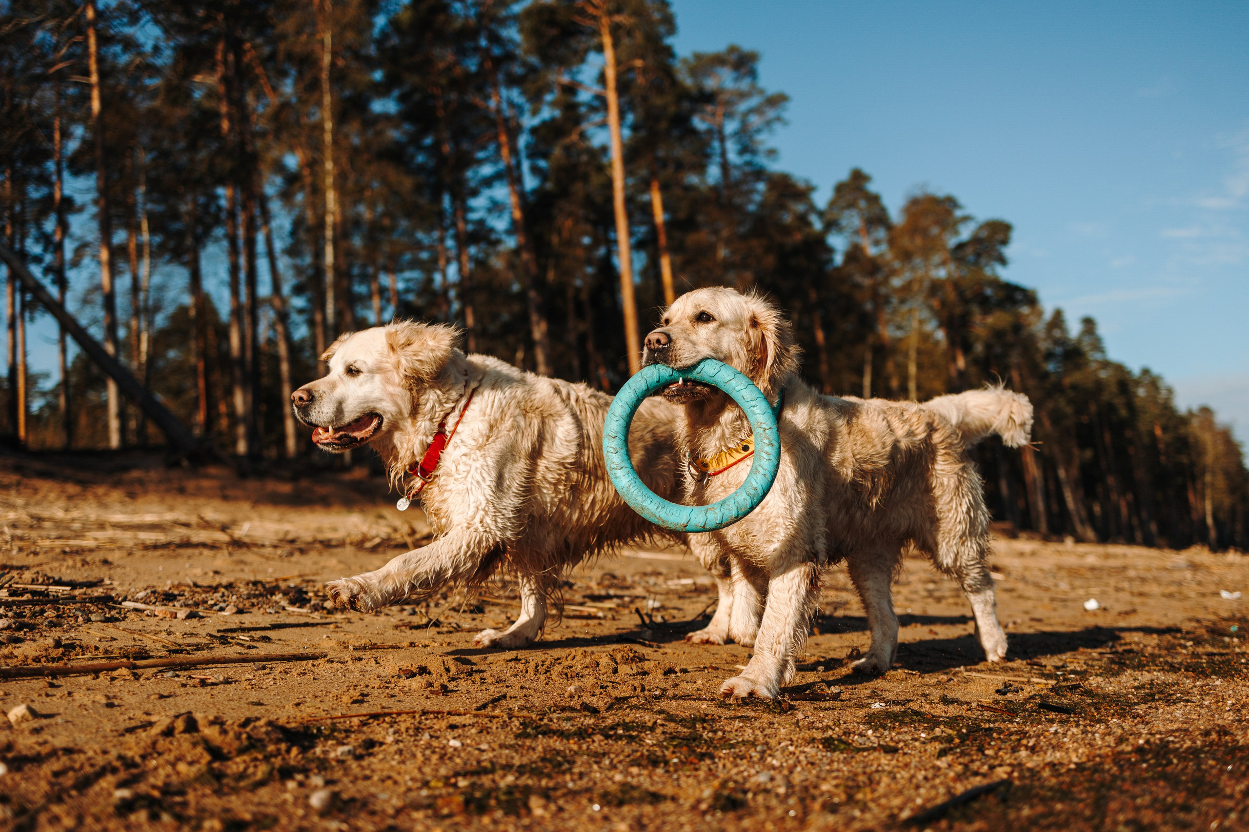 Катя и ее девочки. Фотограф — Анималист | Санкт-Петербург