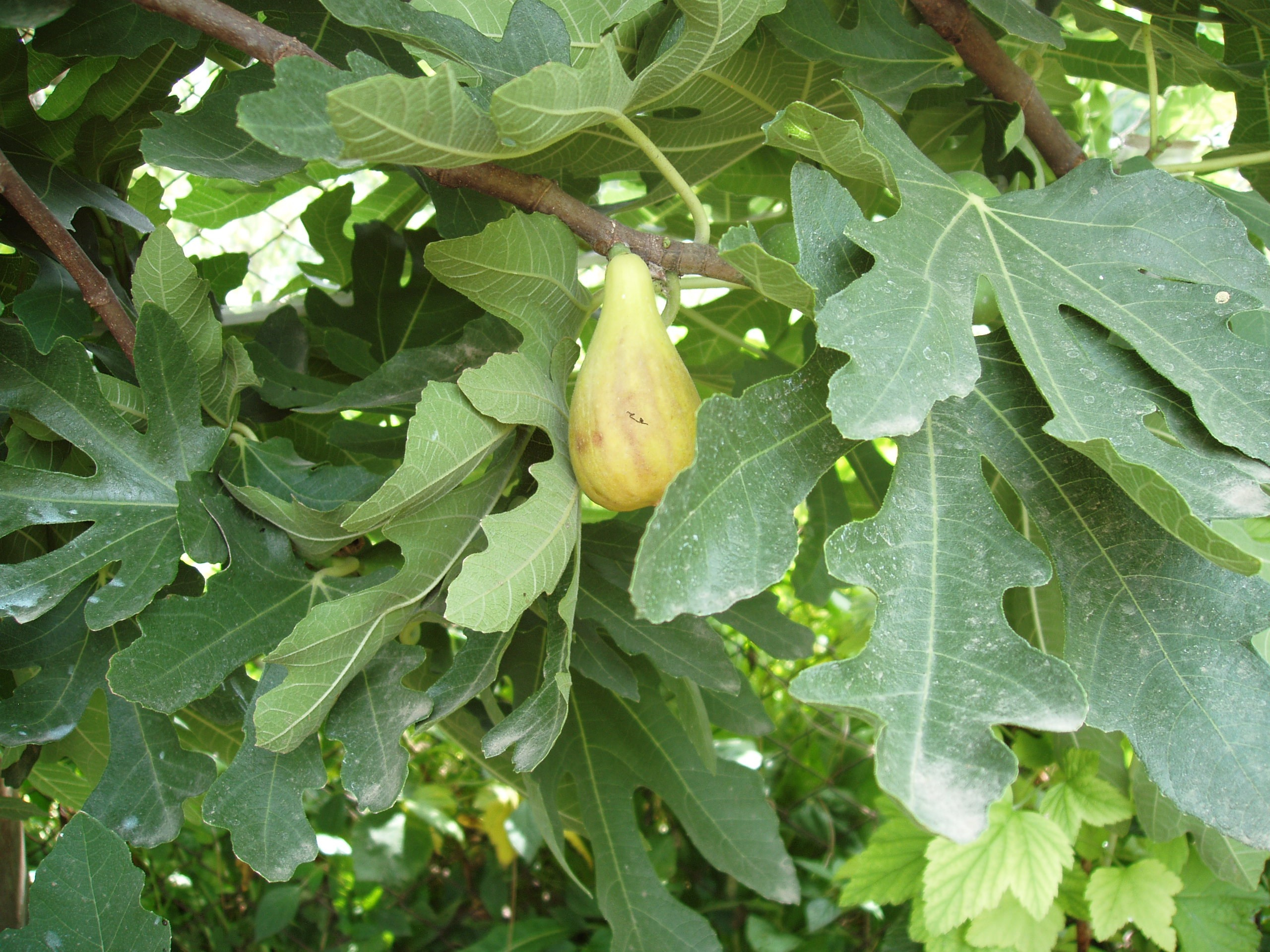 Отпуск 20.07-17.08. Семейный, Свадебный фотограф СПБ Питер— Романова Екатерина