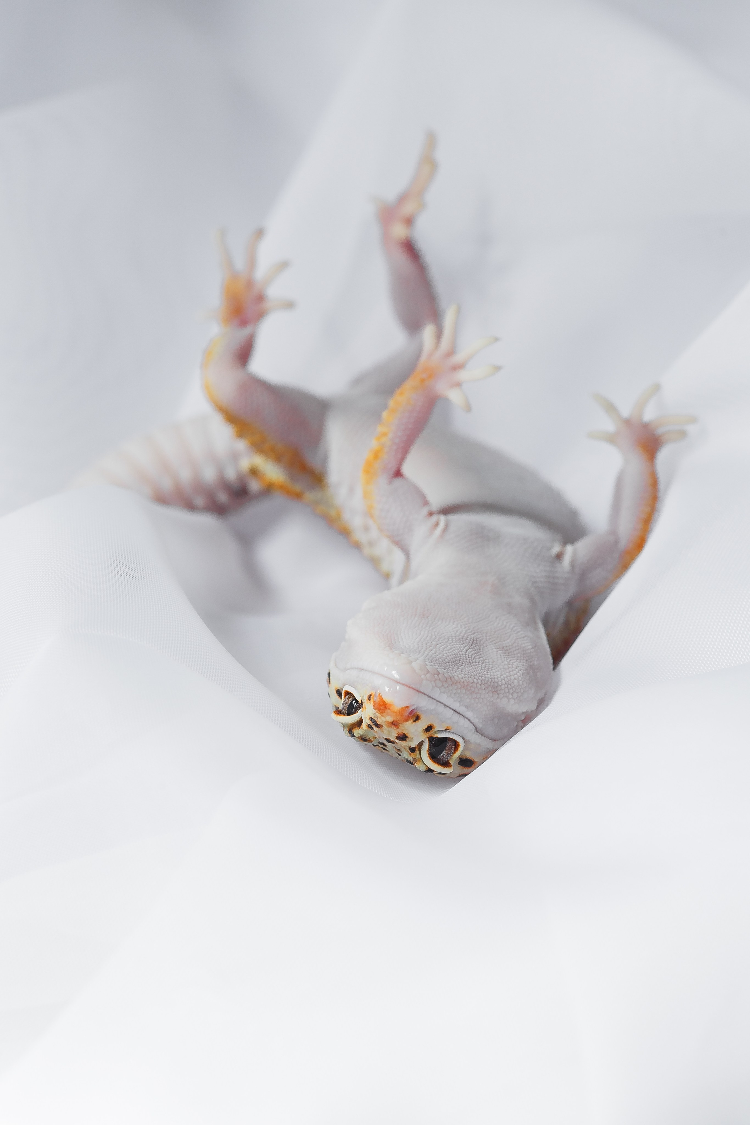 Собаки, кошки и др. животные. Семейный фотограф в Екатеринбурге