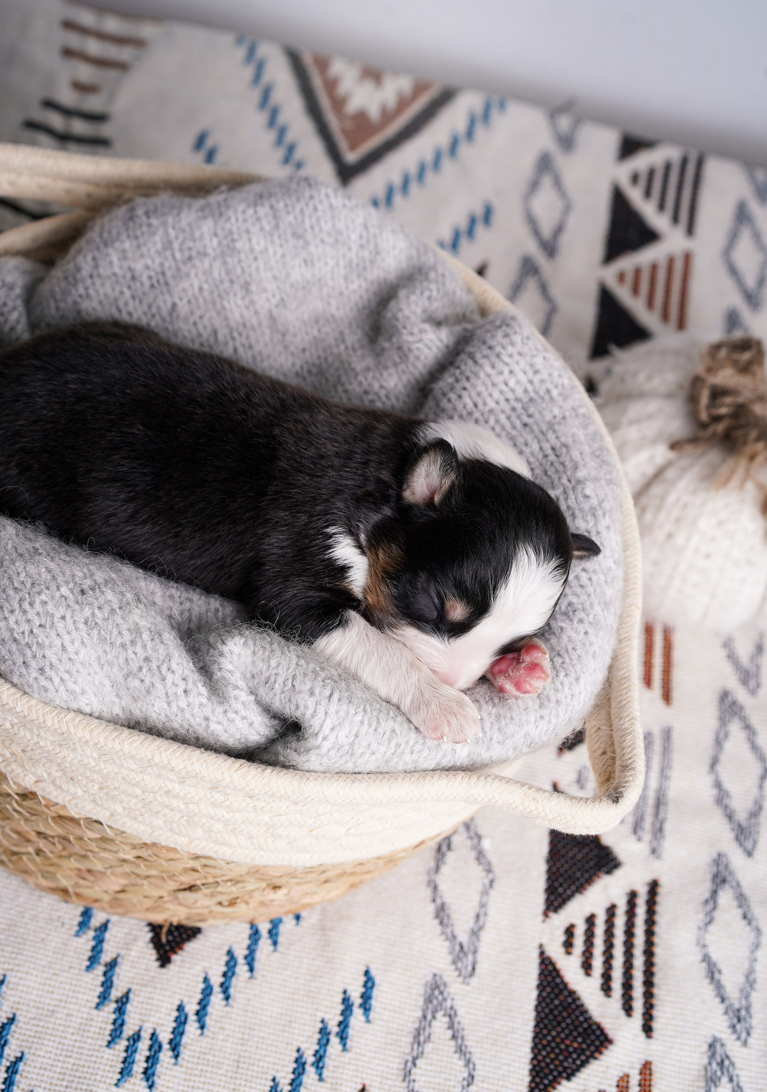 Щенки аусси. Фотограф-анималист в Санкт-Петербурге Яна Мартынова
