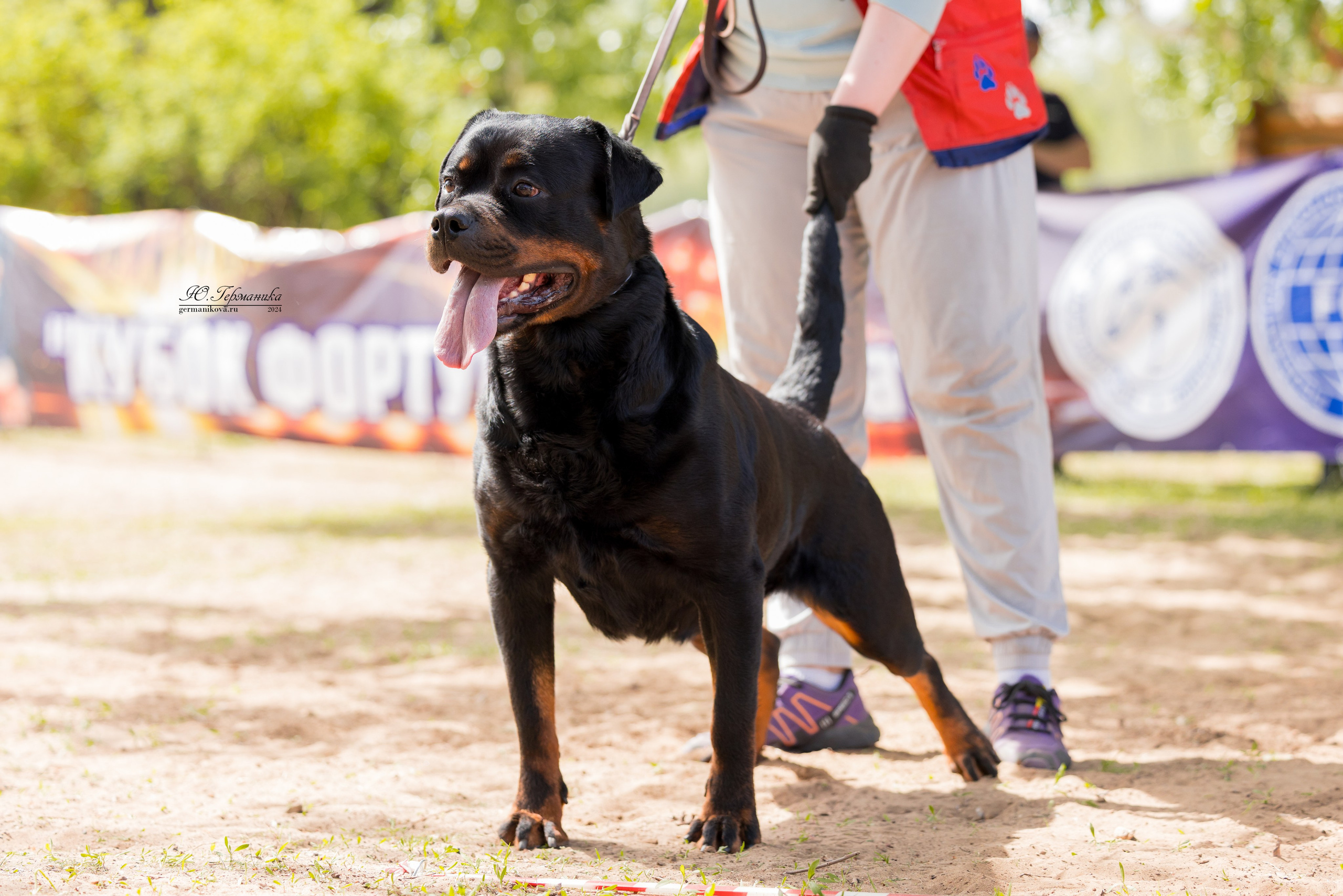 Саратов 2 х моно ротвейлеров 28-29.04.2024. Фотограф-анималист Юлия Германика