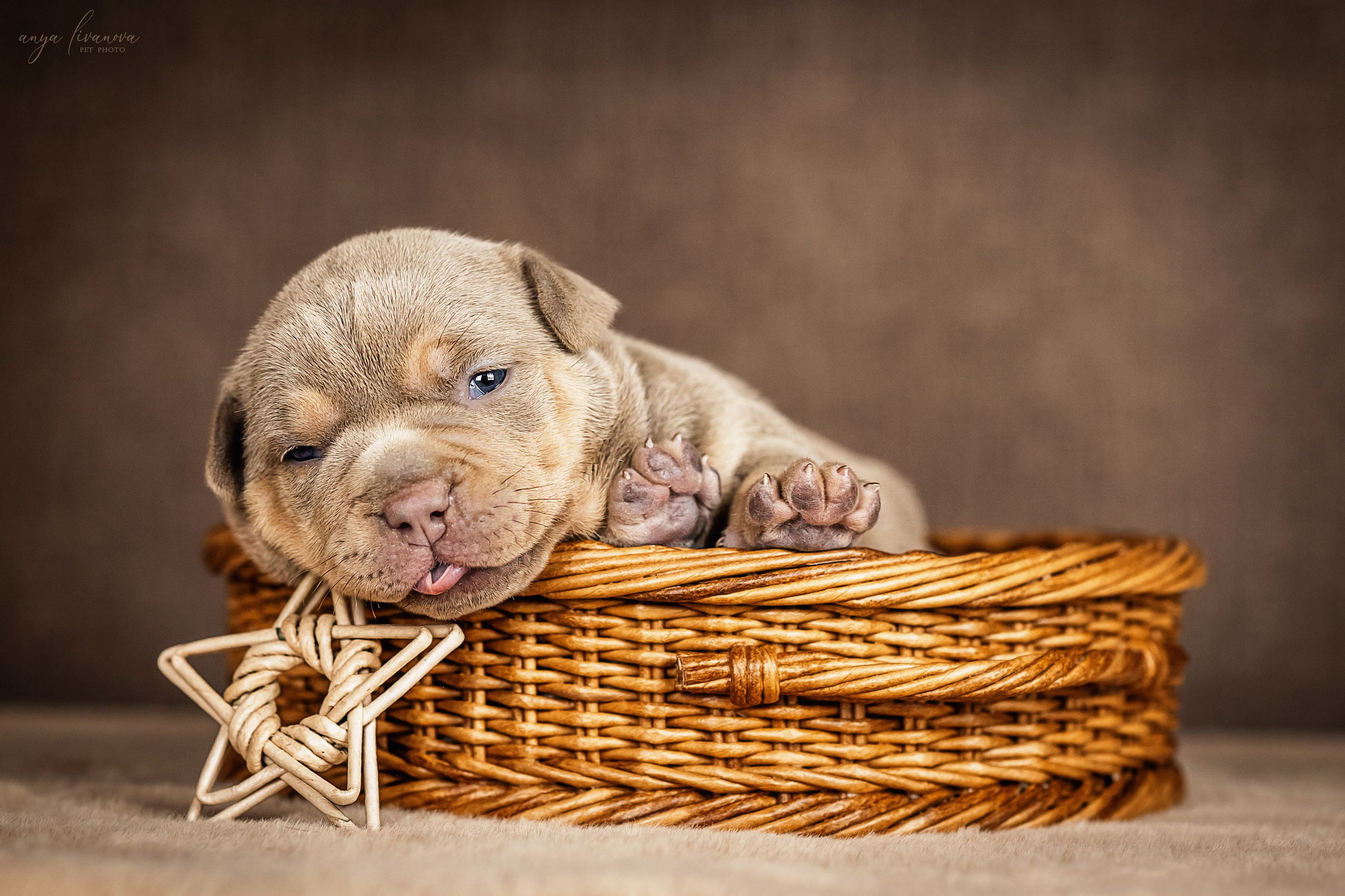 Амбулли. Фотограф анималист Аня Ливанова | Рыбинск