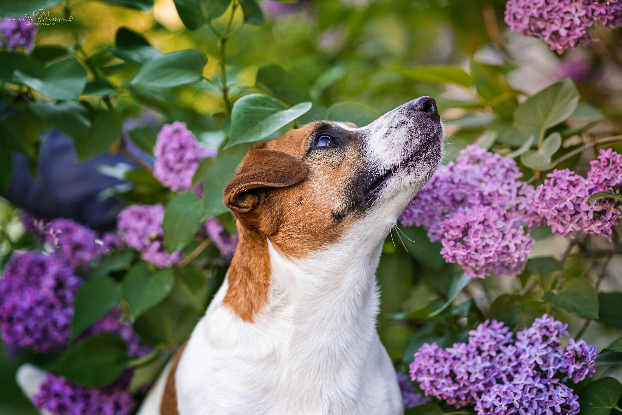 Сирень. Фотограф анималист Аня Ливанова | Рыбинск