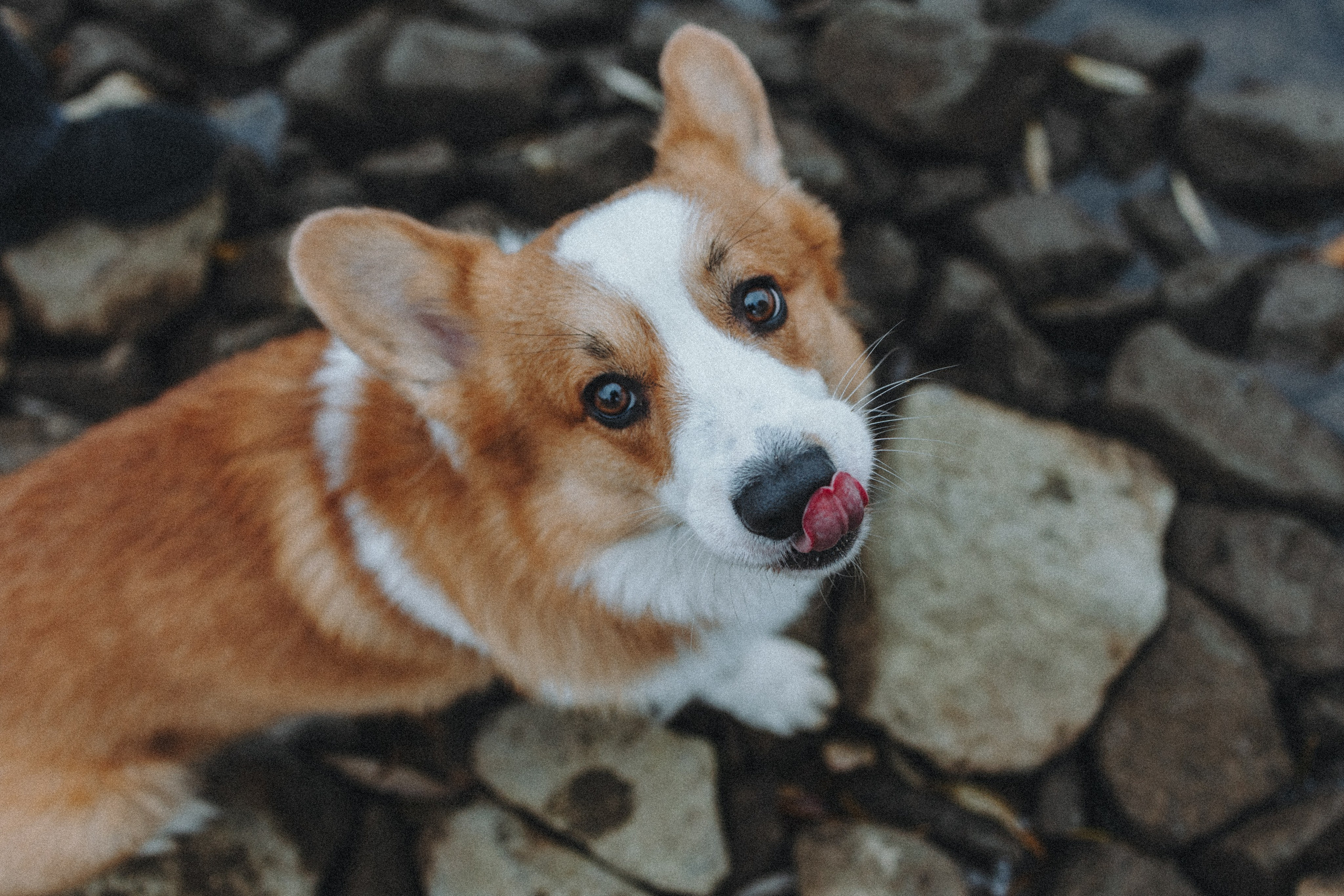 Надя и Перси. Фотограф — анималист Светлана Кысса|фотограф собак в Краснодаре и Нижнем Новгороде