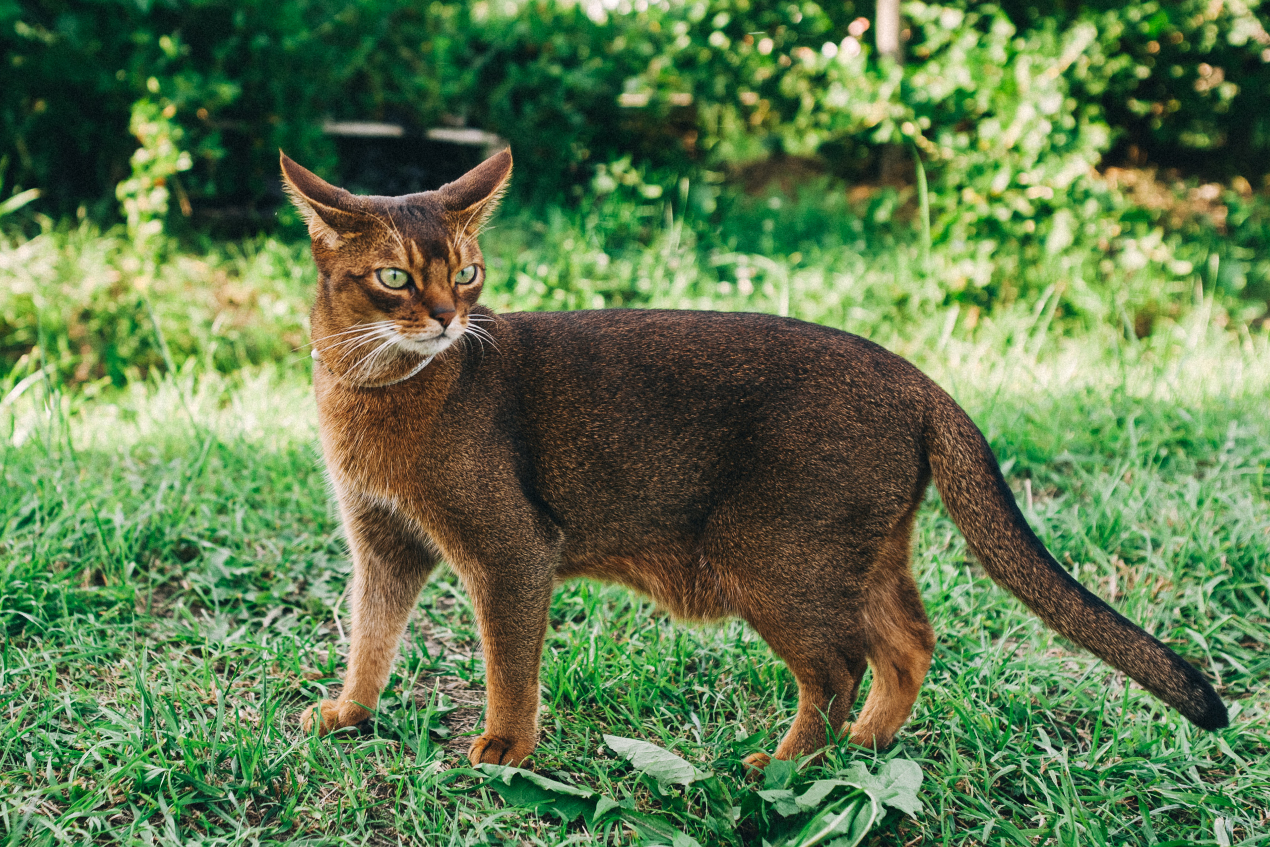 Ульяше 5 лет. Дачный деньрожденский день. Семейный фотограф, фотограф родов, репортажей фотограф в Санкт-Петербу