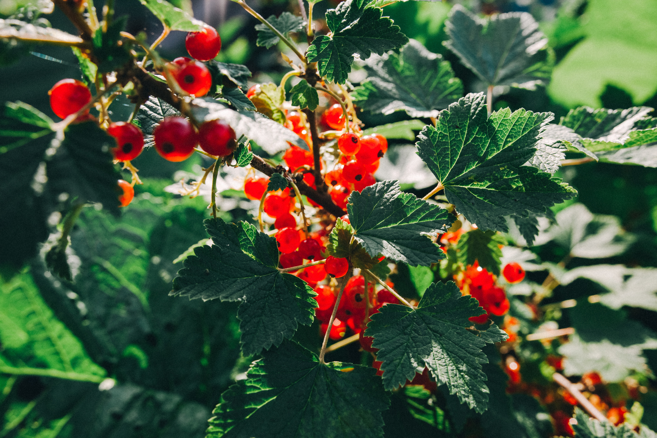 Ульяше 5 лет. Дачный деньрожденский день. Семейный фотограф, фотограф родов, репортажей фотограф в Санкт-Петербу