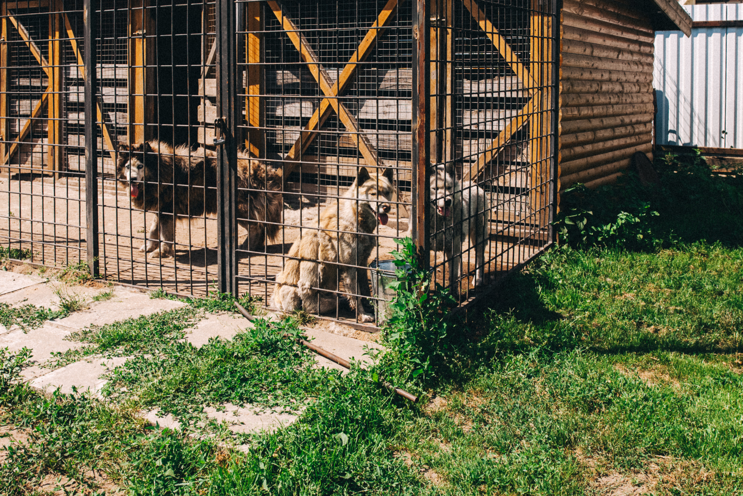 Есении 5 лет. ДР на даче. Семейный фотограф, фотограф родов, репортажей фотограф в Санкт-Петербу