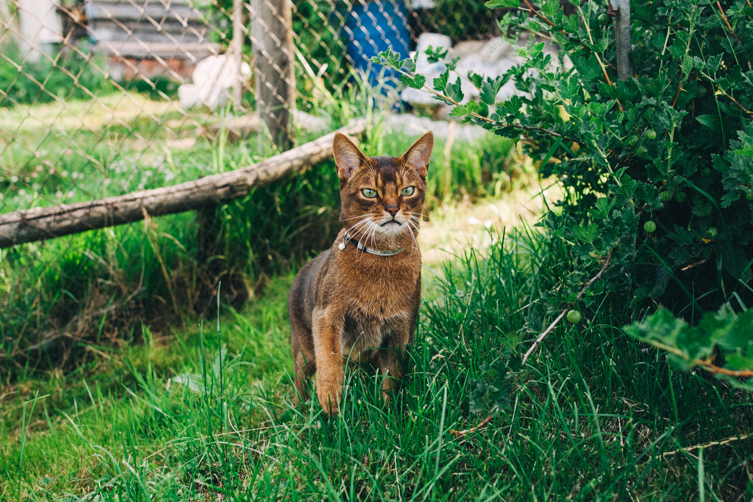 Ульяше 5 лет. Дачный деньрожденский день. Семейный фотограф, фотограф родов, репортажей фотограф в Санкт-Петербу