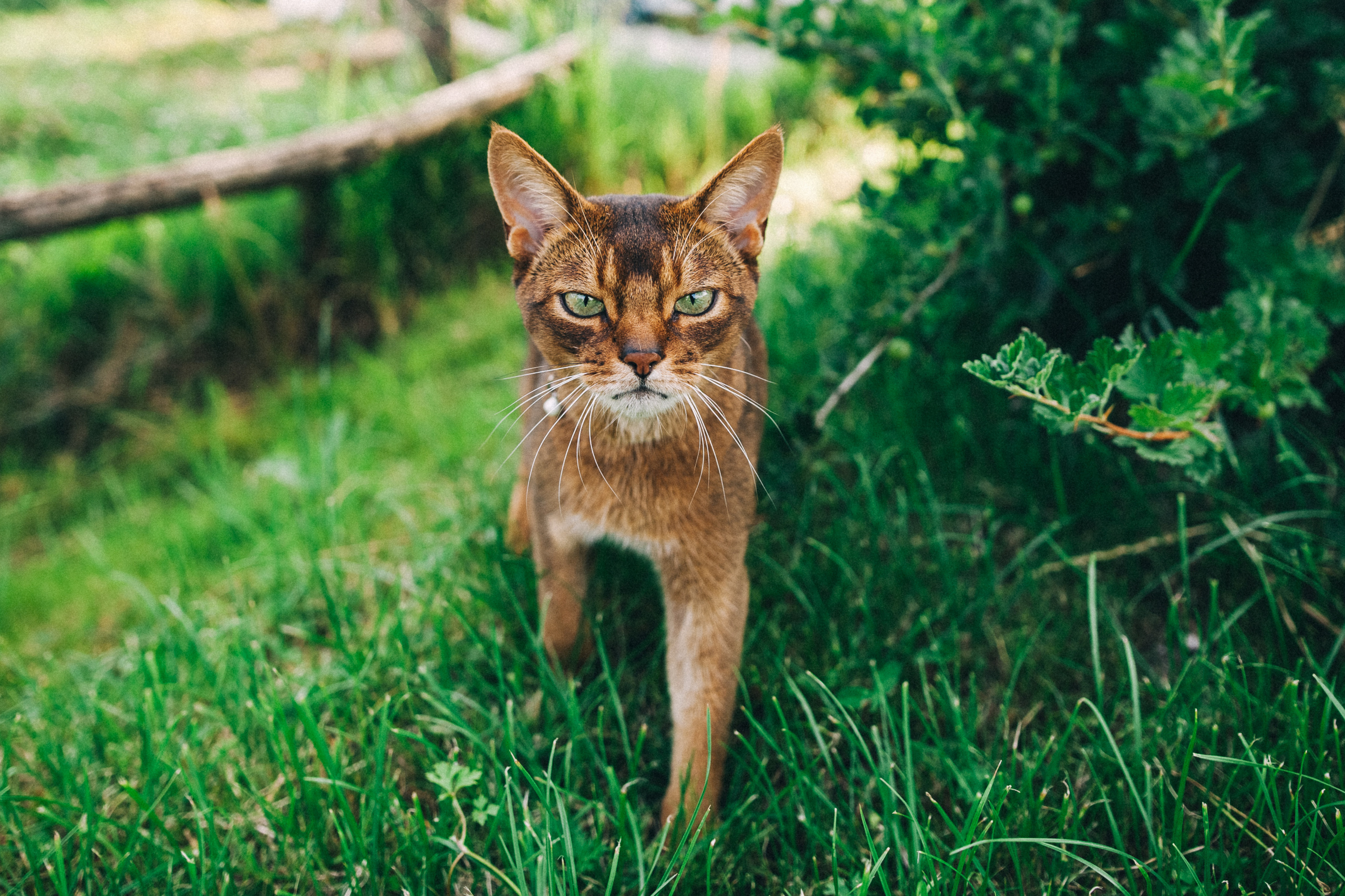 Ульяше 5 лет. Дачный деньрожденский день. Семейный фотограф, фотограф родов, репортажей фотограф в Санкт-Петербу