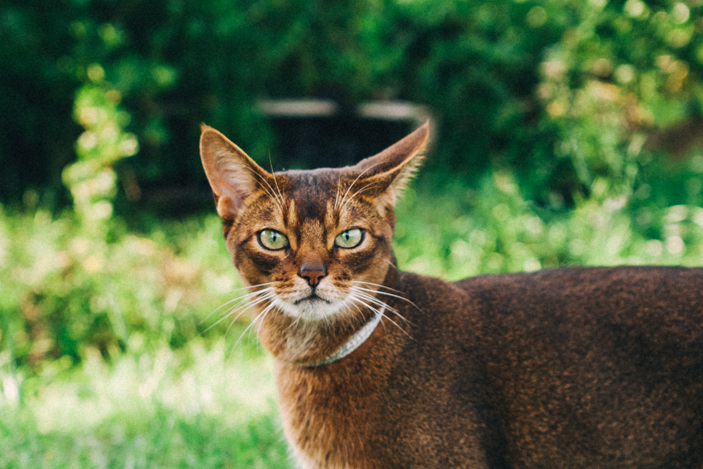 Ульяше 5 лет. Дачный деньрожденский день. Семейный фотограф, фотограф родов, репортажей фотограф в Санкт-Петербу
