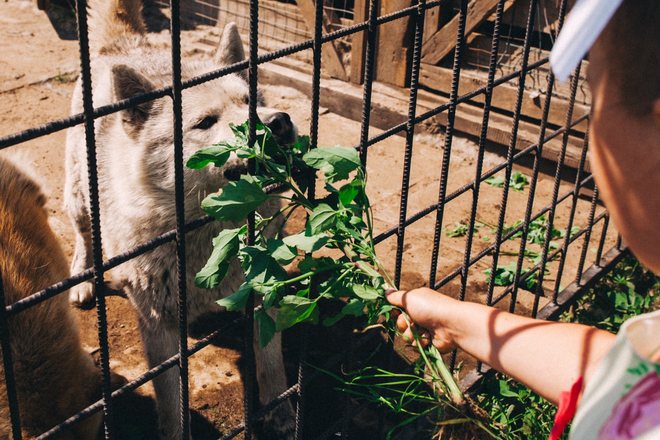 Есении 5 лет. ДР на даче. Семейный фотограф, фотограф родов, репортажей фотограф в Санкт-Петербу