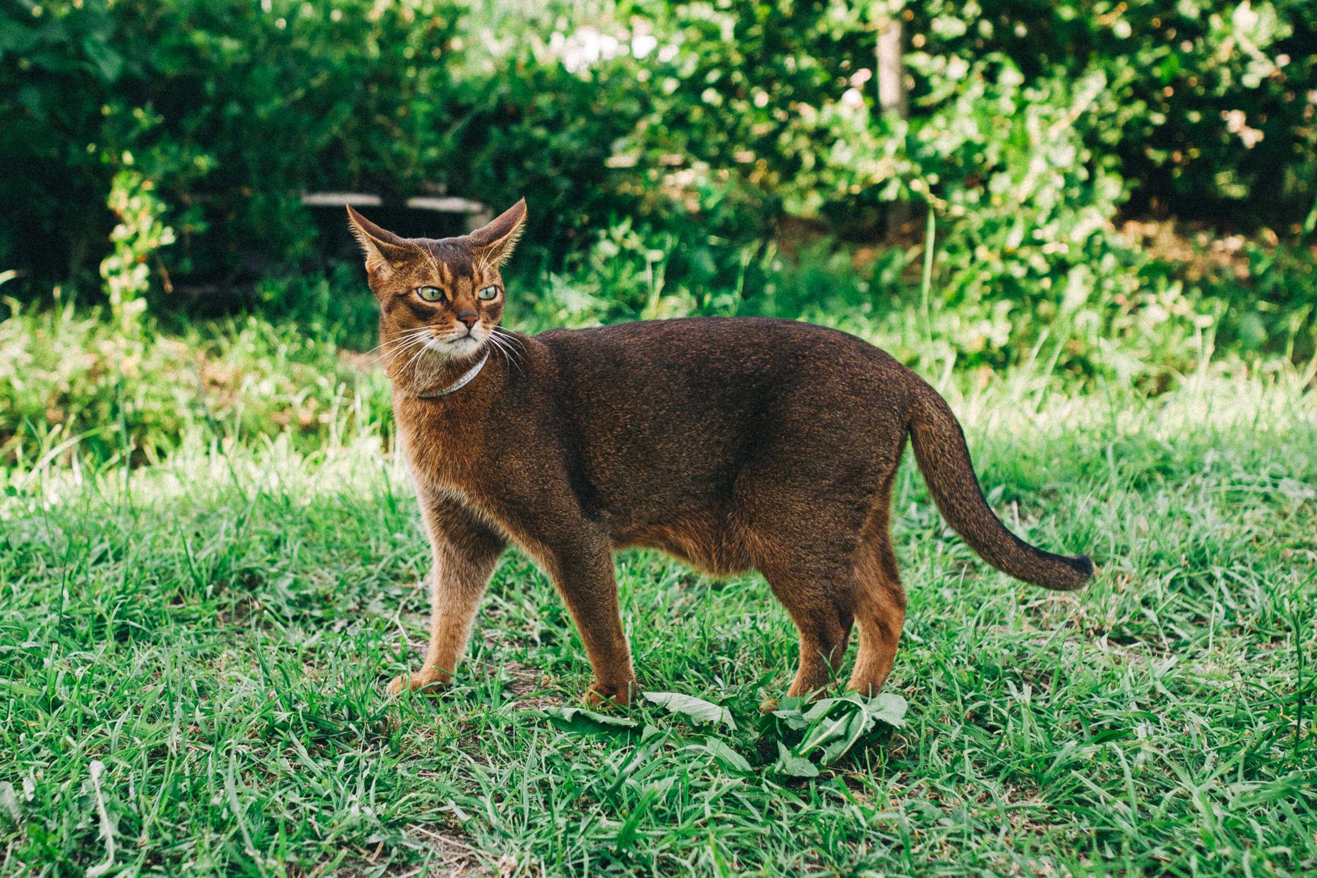 Ульяше 5 лет. Дачный деньрожденский день. Семейный фотограф, фотограф родов, репортажей фотограф в Санкт-Петербу