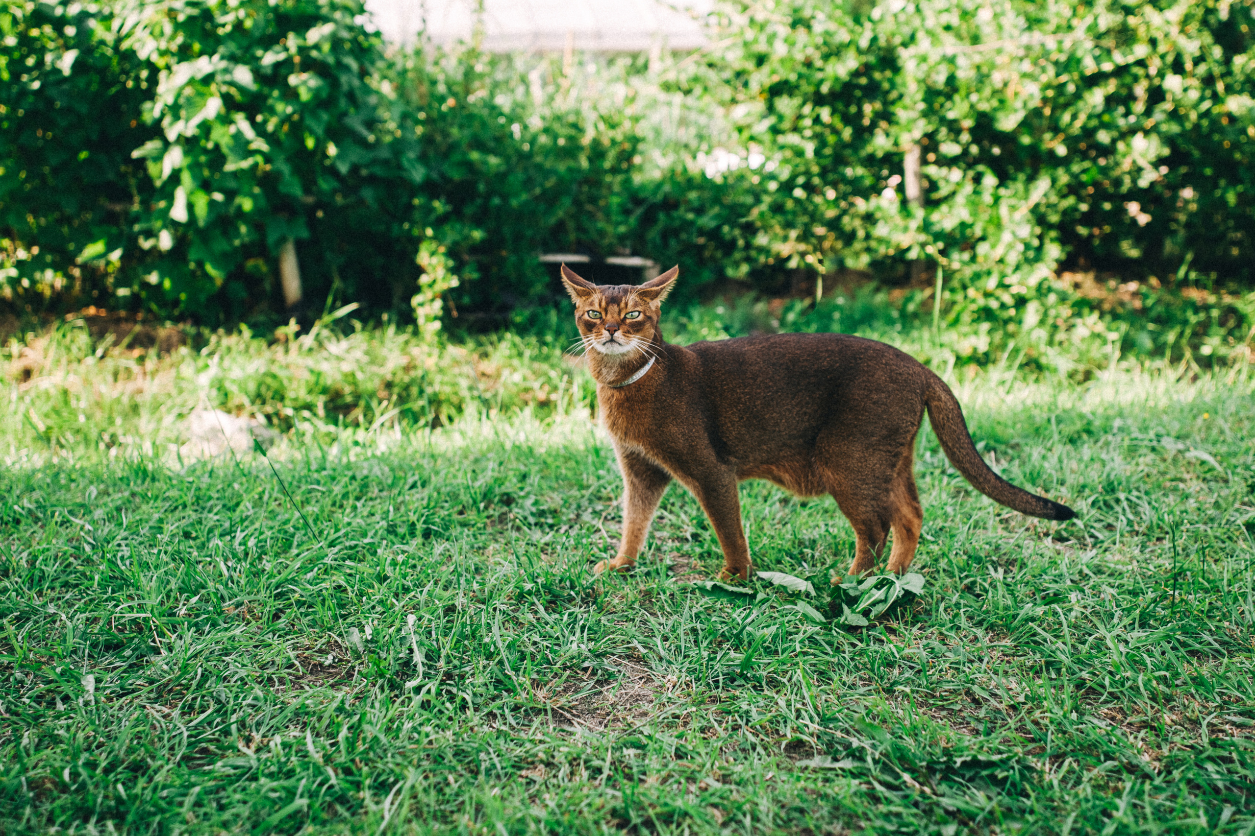Ульяше 5 лет. Дачный деньрожденский день. Семейный фотограф, фотограф родов, репортажей фотограф в Санкт-Петербу