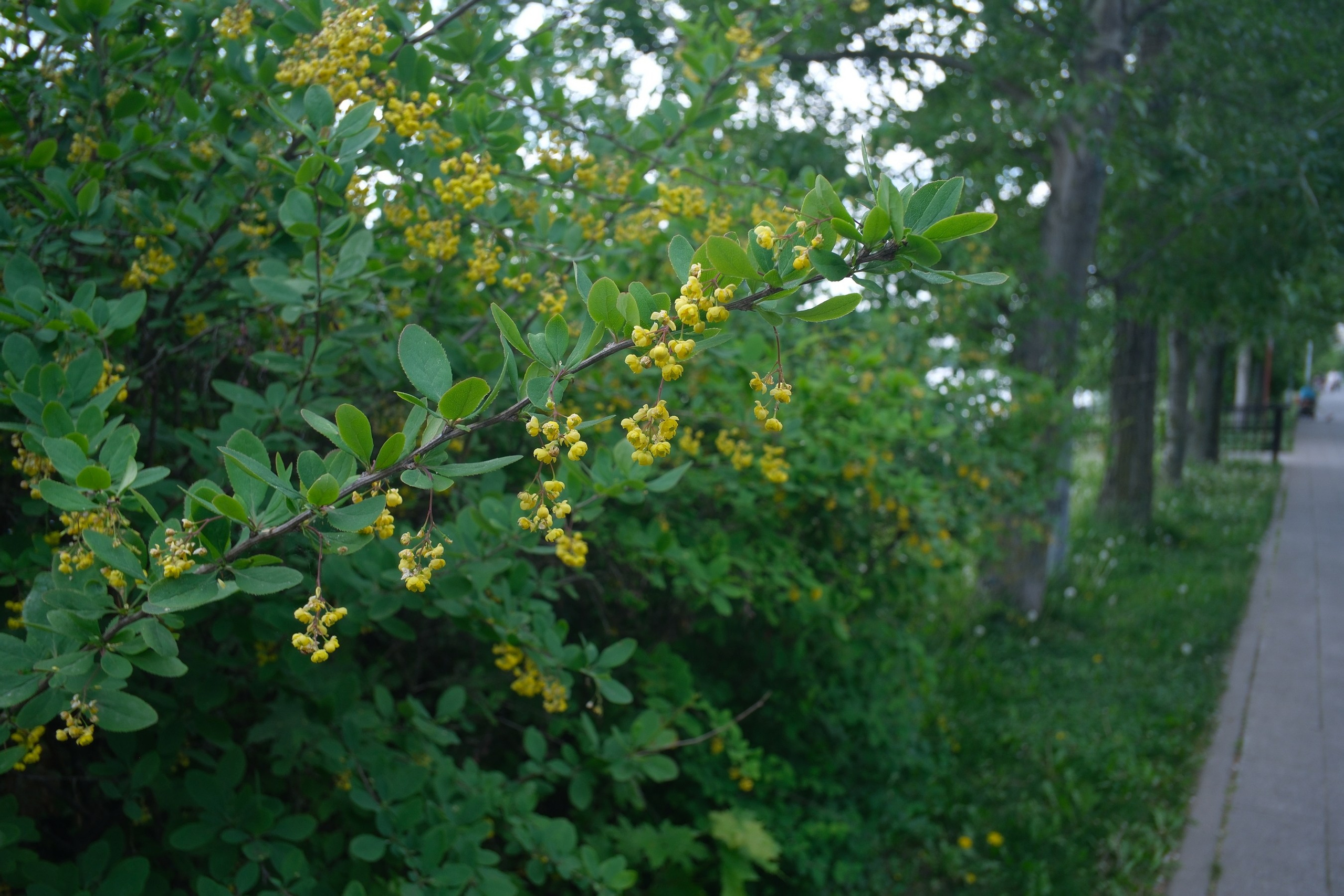 Парк 850 лет Москве. Снято на Voigtlander 18/2,8 Color-scopar. Улица, люди, жизнь…