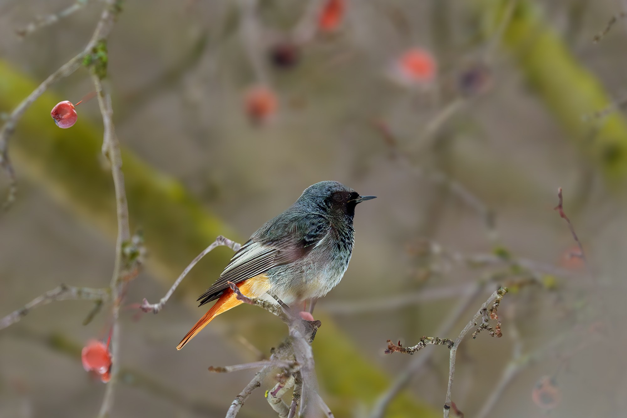 Удивительные мир птиц. Вокруг нас столько прекрасного — присмотритесь!. Ваш личный фотограф Марина Волкова