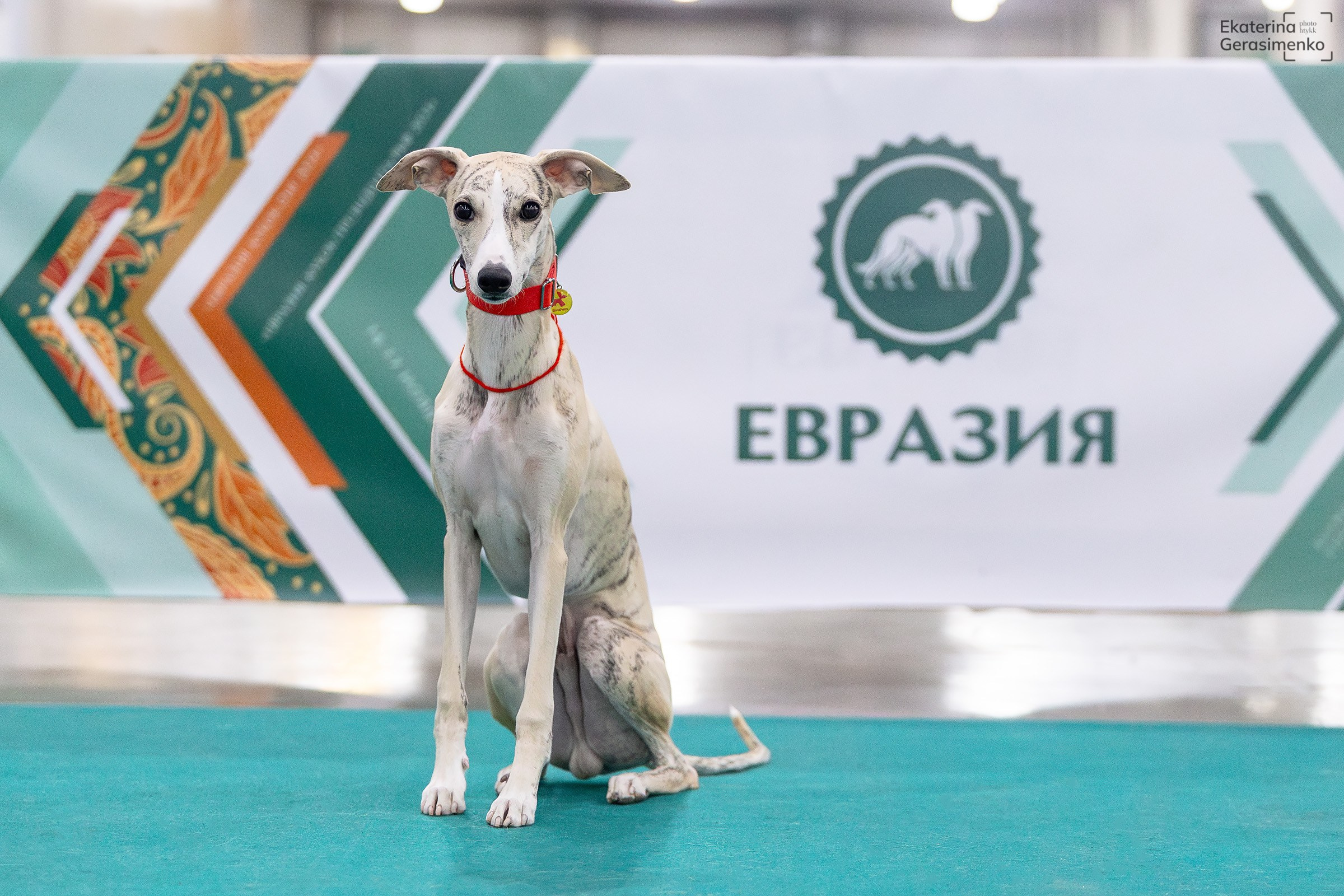 16–17 ноября 2024, Выставка ЕВРАЗИЯ, г. Москва. Htykk_photo