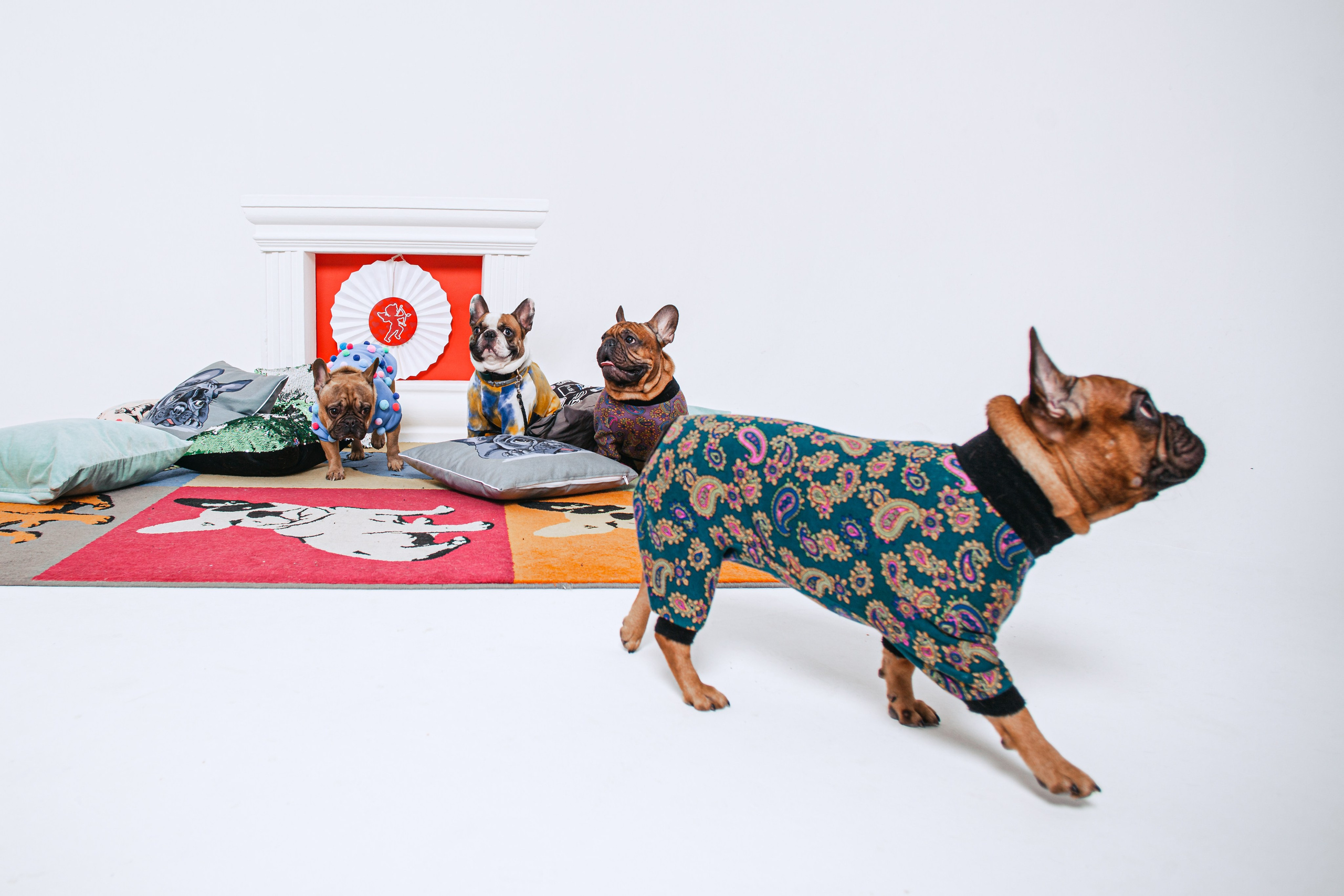 Пижамная вечеринка французских бульдогов и их хозяев. Фотограф-анималист Татьяна Степанова