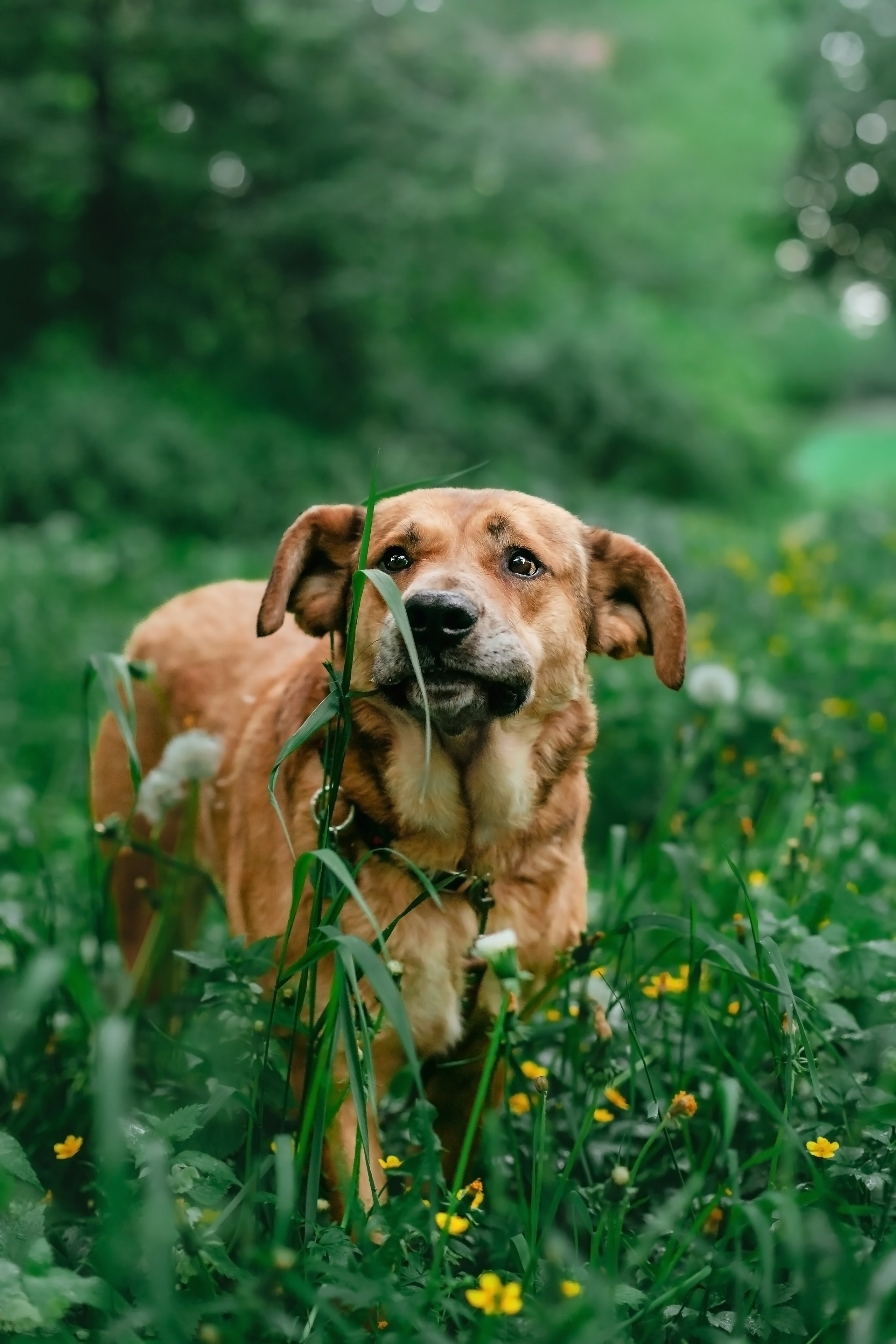 Собаки из приюта Дубовая роща лето 2025. Фотограф-анималист Татьяна Степанова