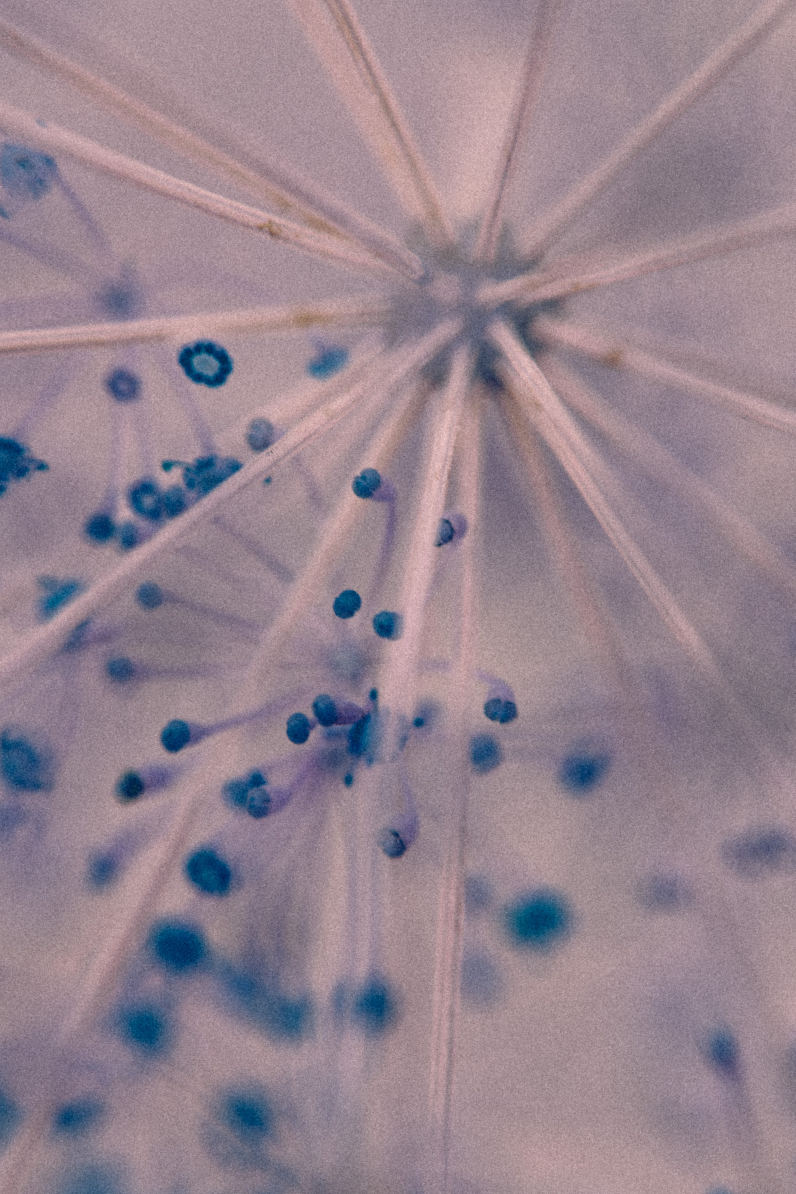 NON-EXISTENT FLOWERS. Фотограф Евгений Чащихин RGB АРХИТЕКТОР в Перми