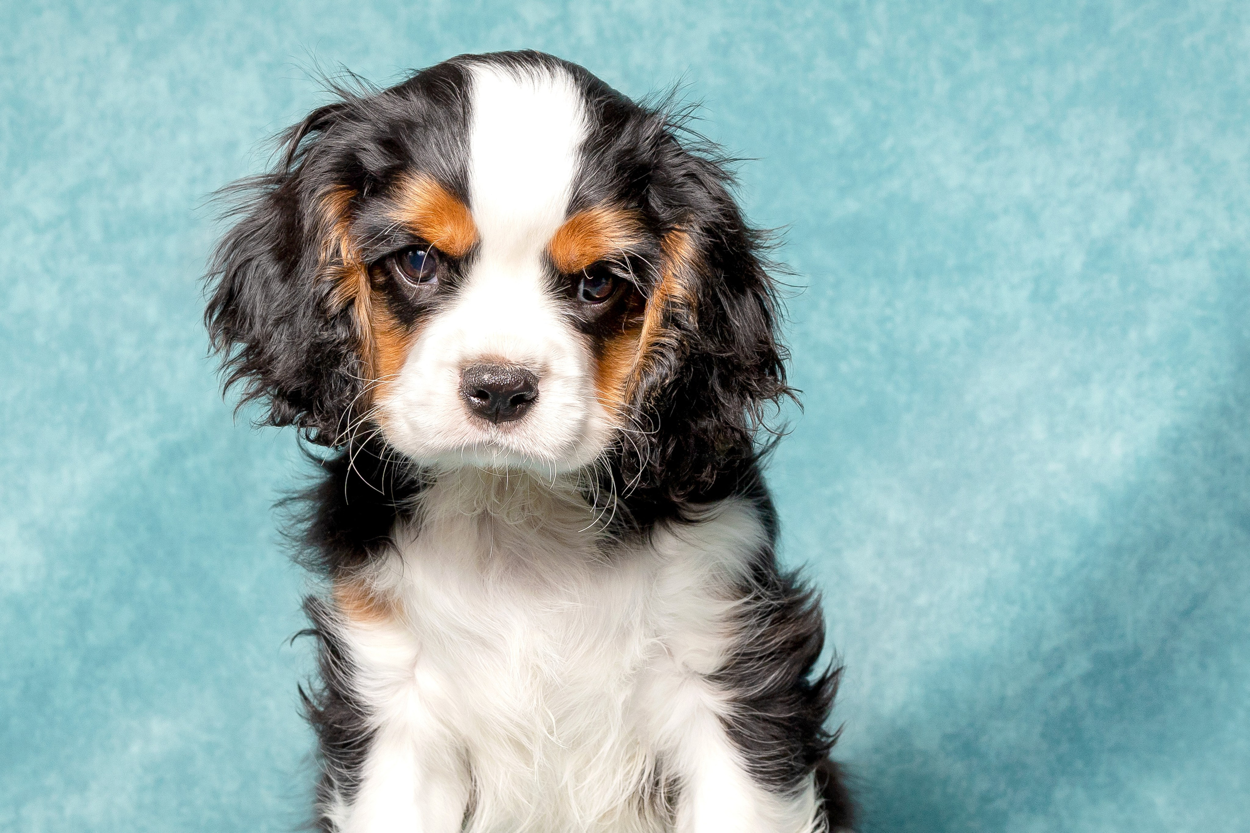 Кавалер Кинг Чарльз спаниель. Юлия Микульская. Рыбинск