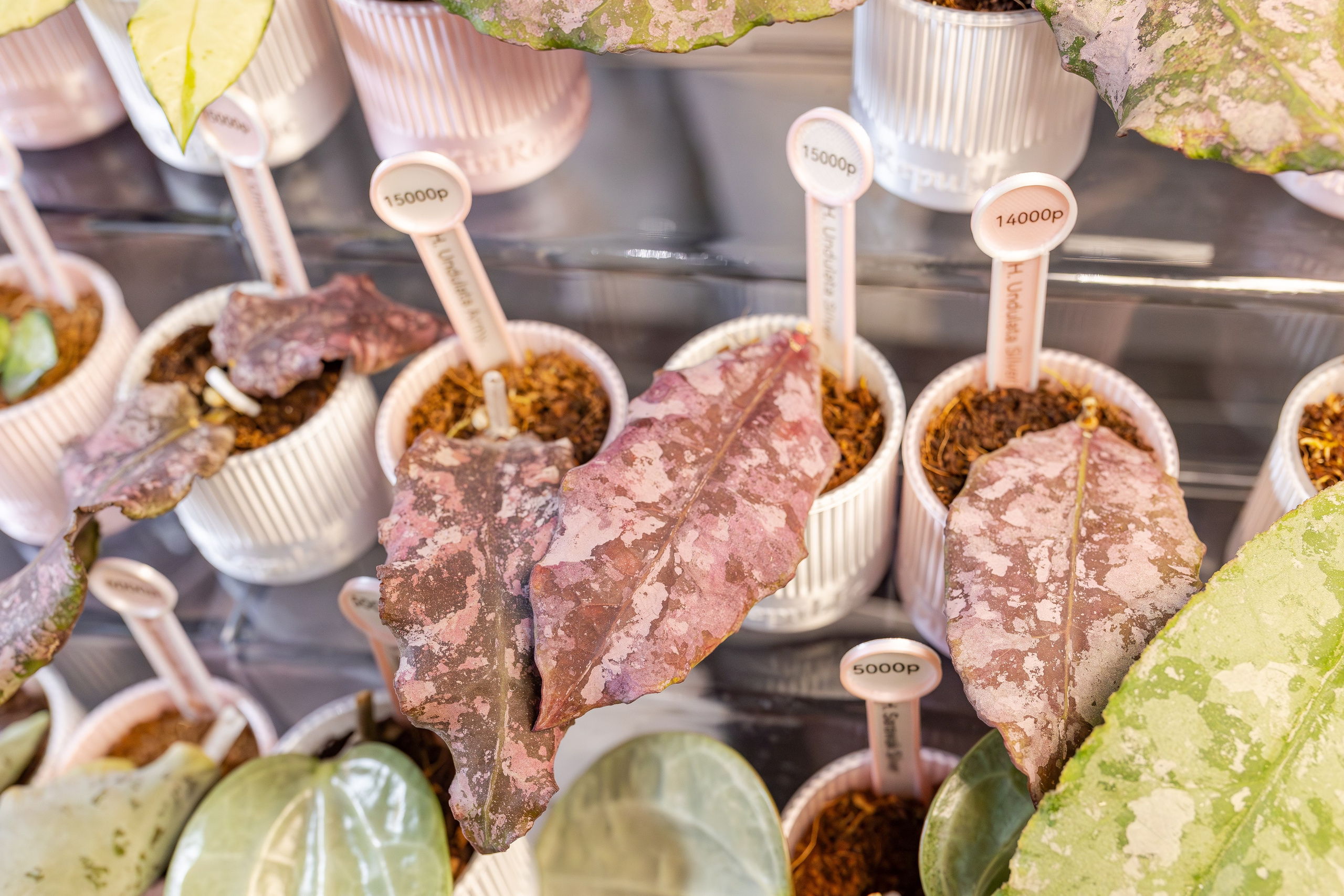 Монстериум апрель 2026. Александра Куликова фотограф, Москва