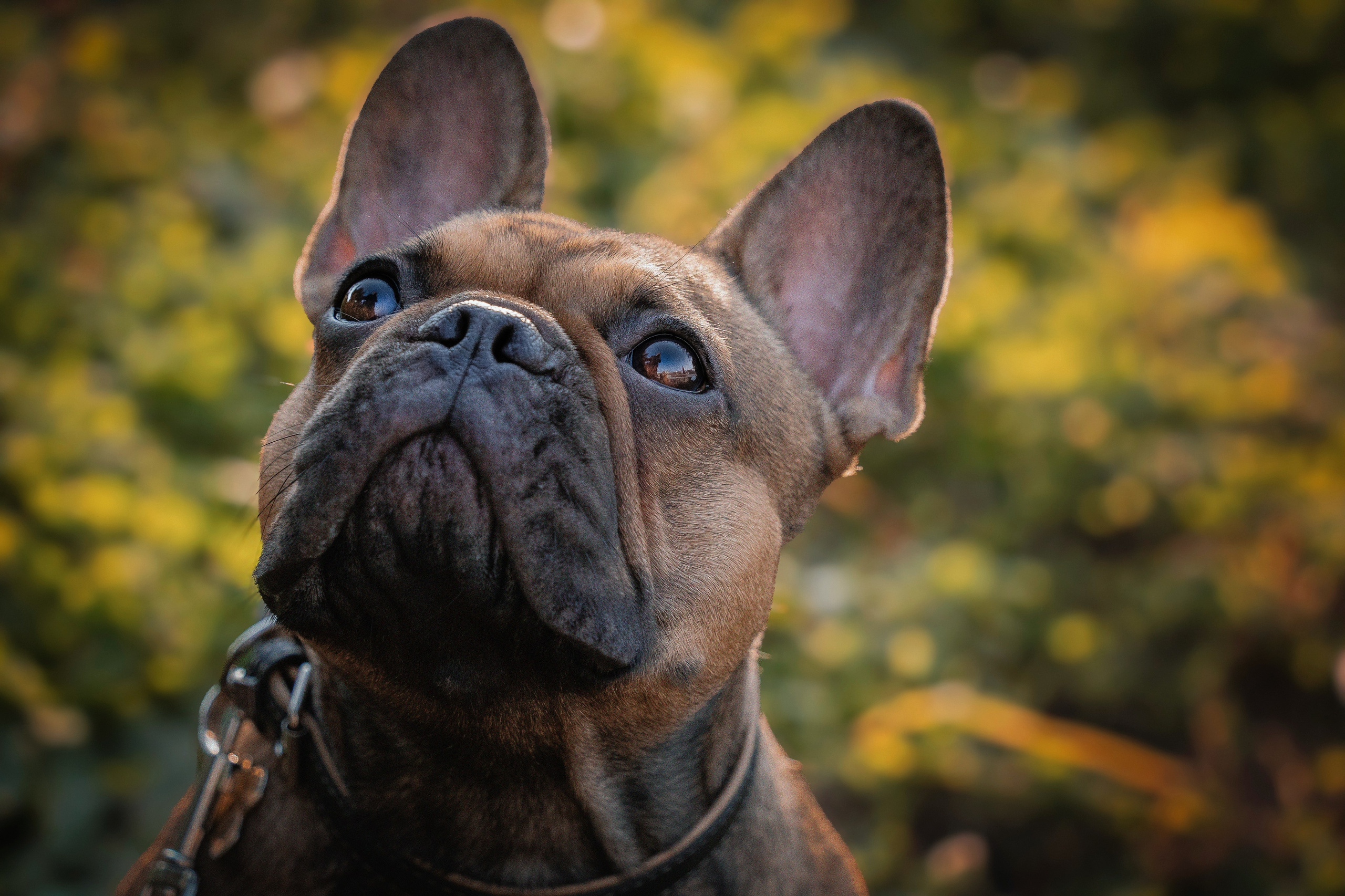 «Булочный» Фото день. Семейный фотограф анималист г. Находка
