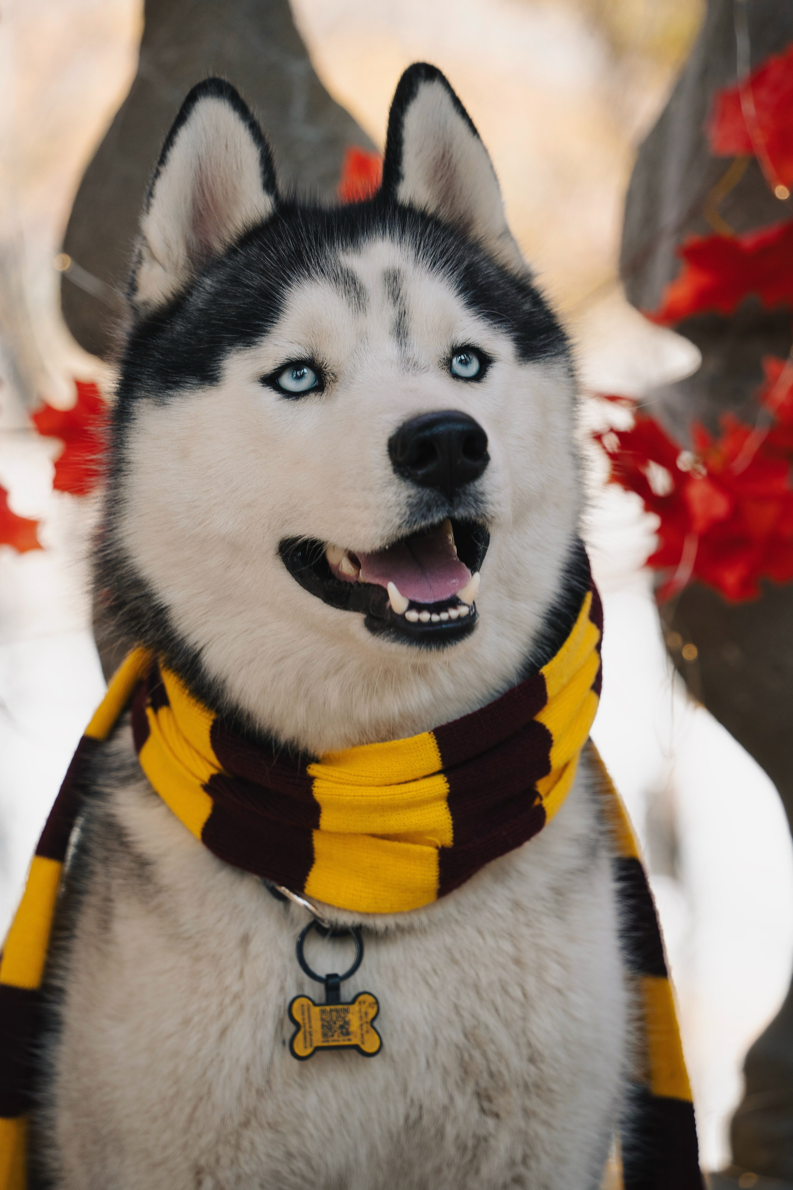 Хэллоуин. Семейный фотограф анималист г. Находка