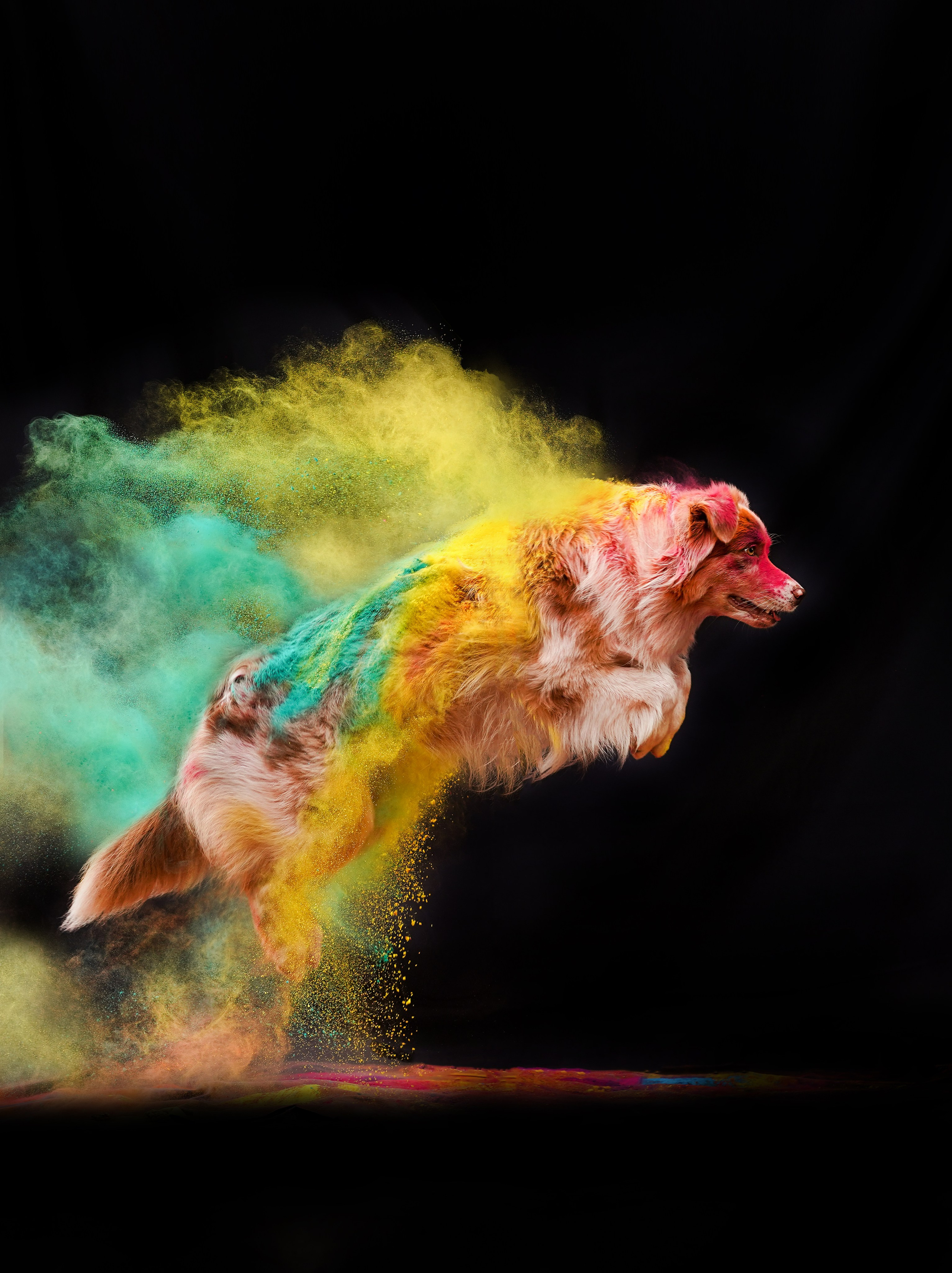 Панда и краски Холи. Фотограф-анималист в Санкт-Петербурге Яна Мартынова