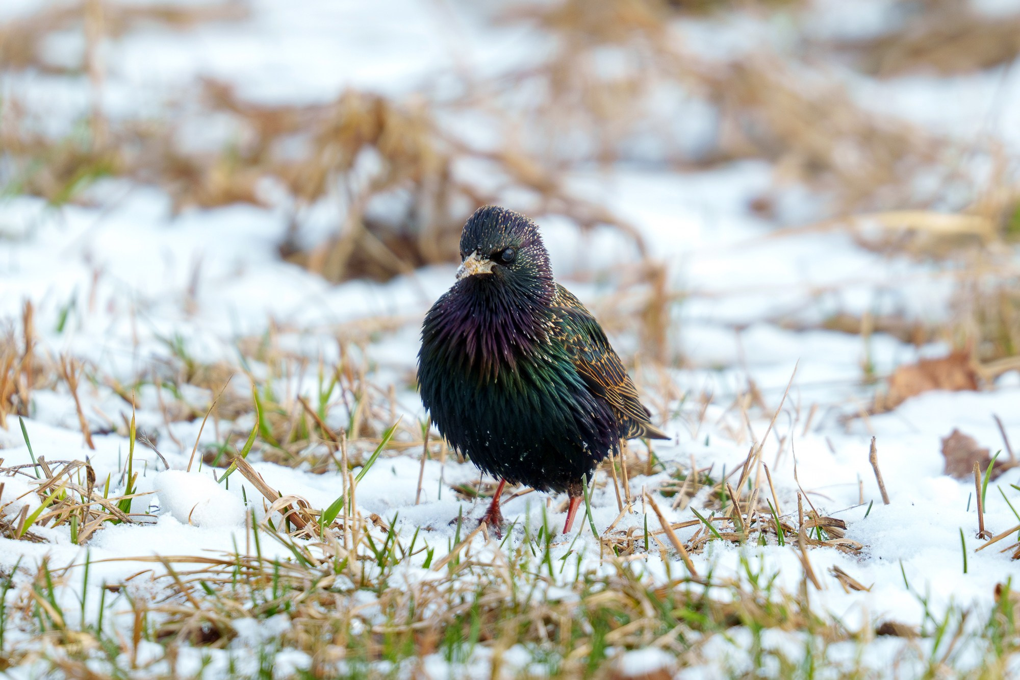 Удивительные мир птиц. Вокруг нас столько прекрасного — присмотритесь!. Ваш личный фотограф Марина Волкова