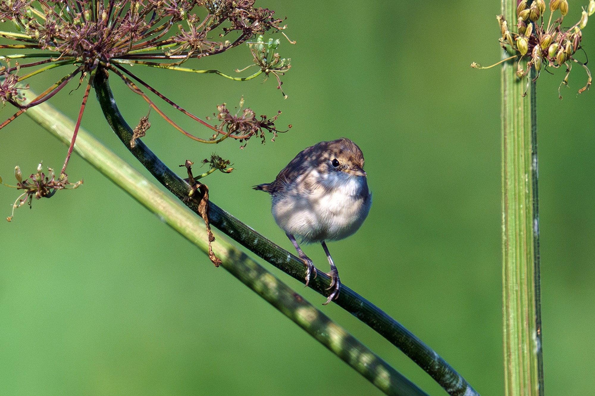 Удивительные мир птиц. Вокруг нас столько прекрасного — присмотритесь!. Ваш личный фотограф Марина Волкова