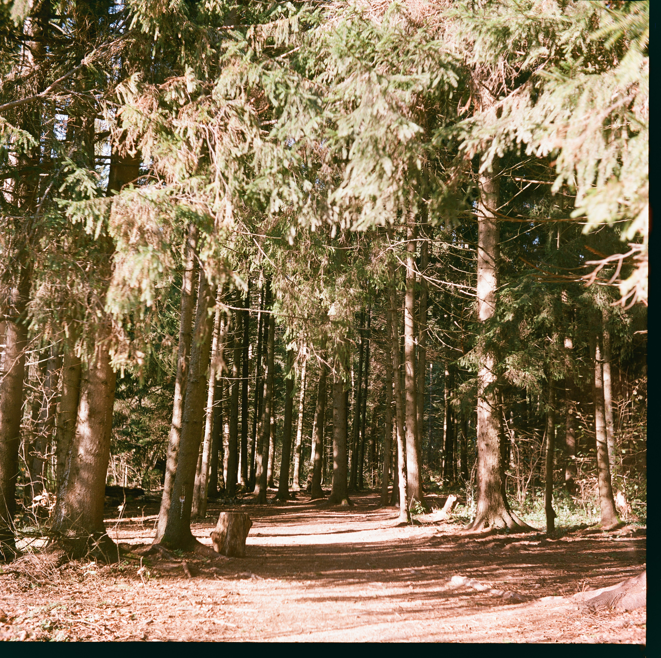 Yashica 635 / Kodak Aerocolor IV / октябрь 2024 года Лукино