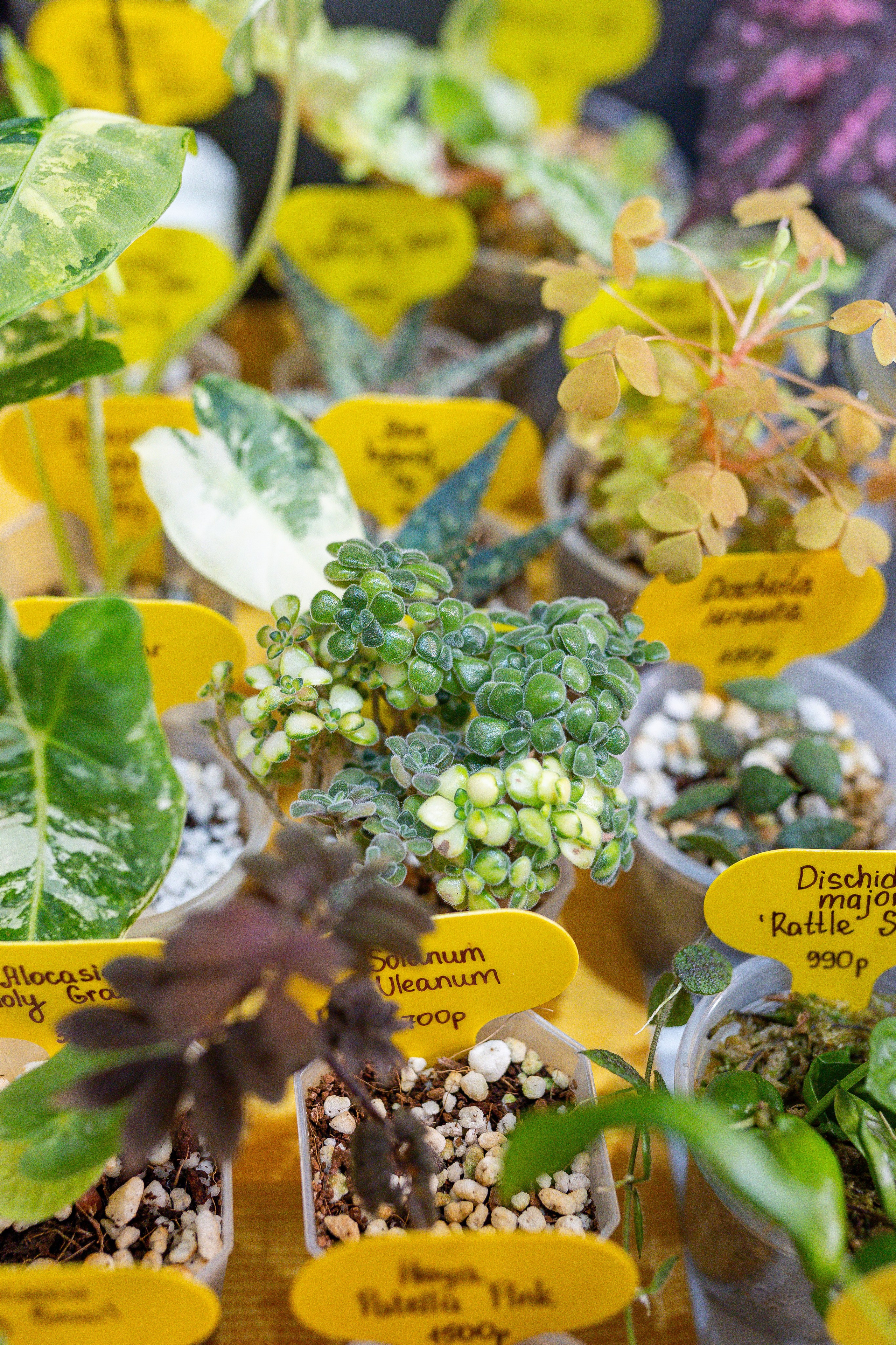 Орхидиум 12.2025. Александра Куликова фотограф, Москва