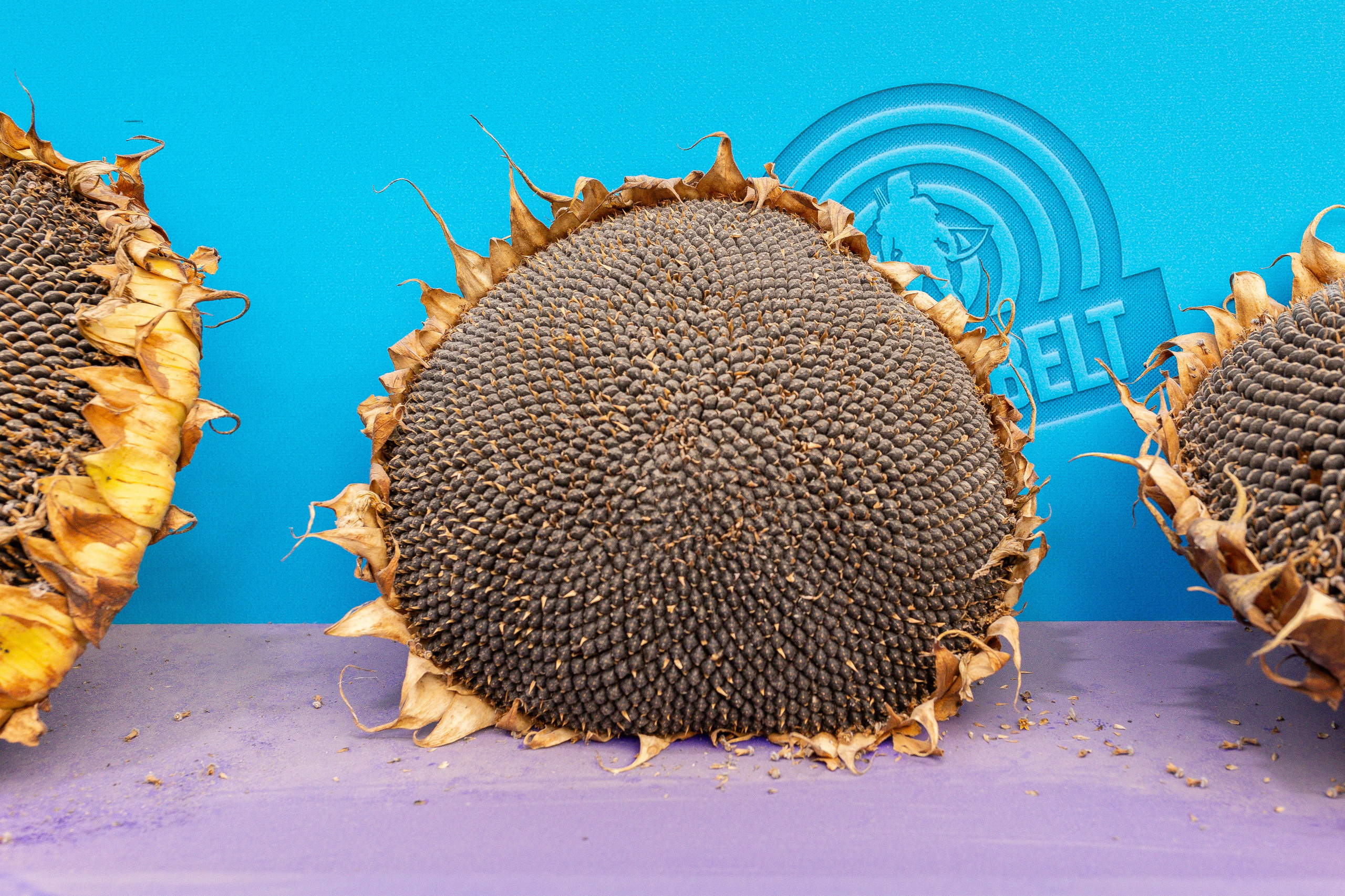 Овощи-гиганты. Александра Куликова фотограф, Москва