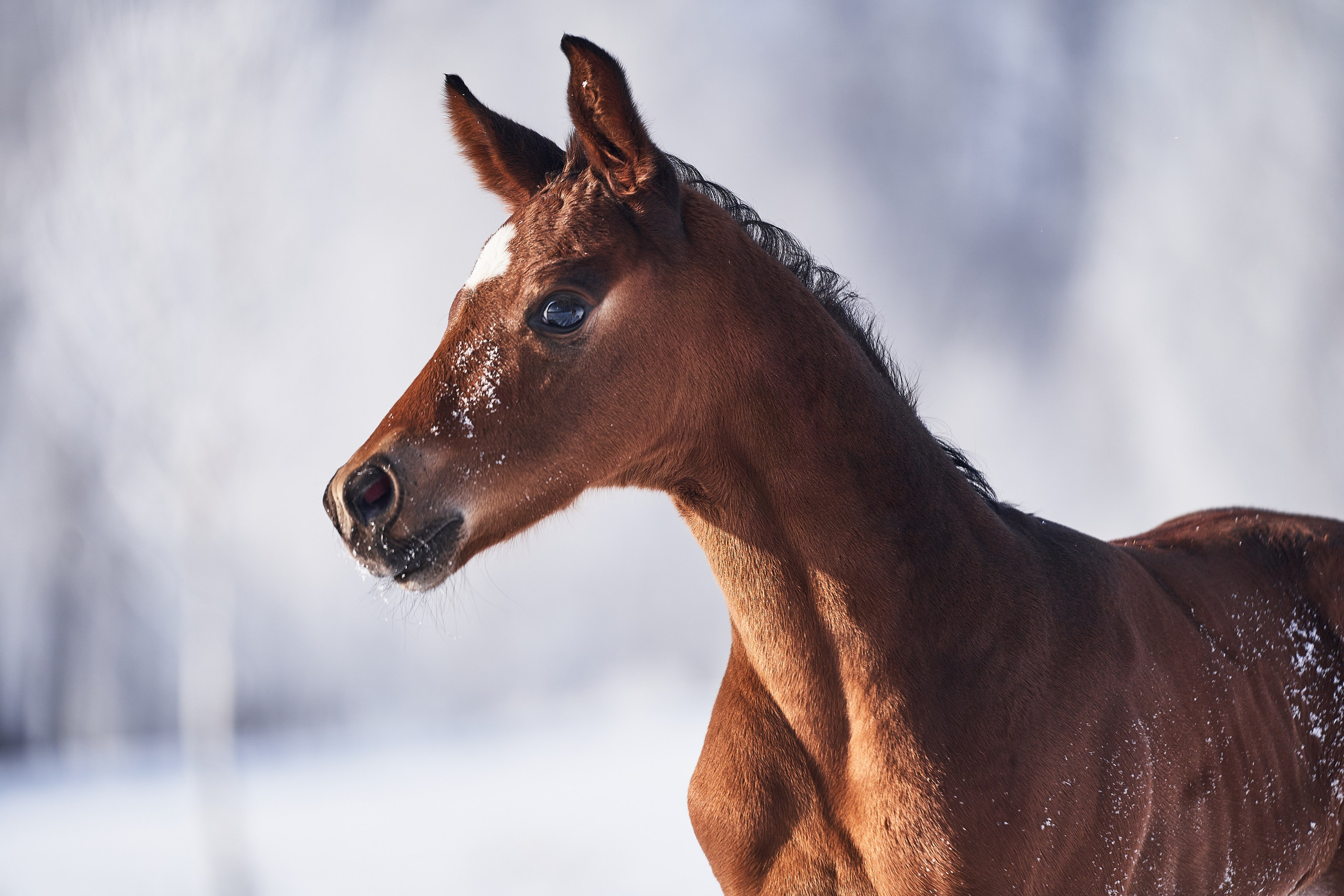 Жеребята КСОЦ «Свобода». Фотосессии с лошадьми в Москве, Новосибирске