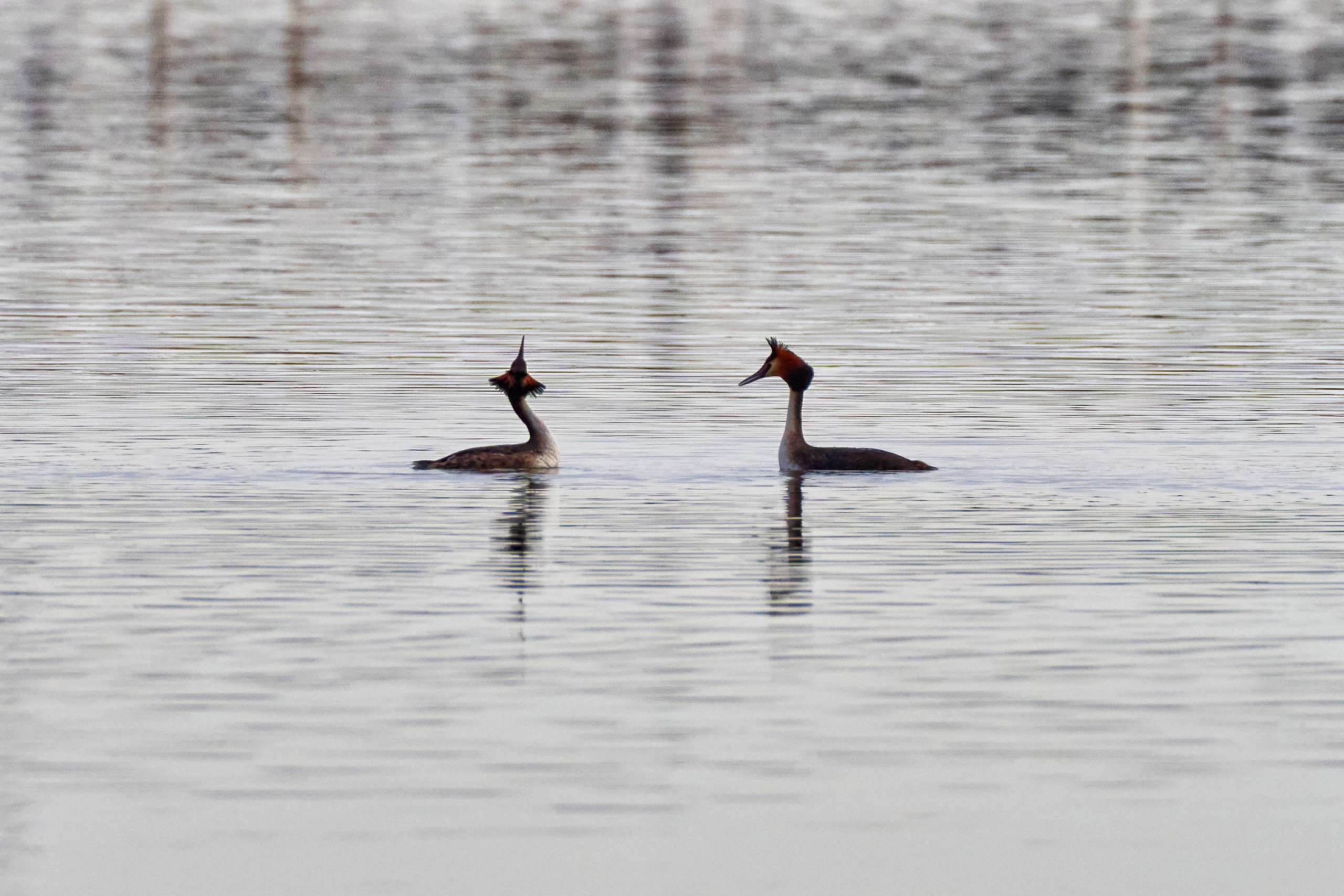 Фотографии животных. Яркие фото на Чёрном море