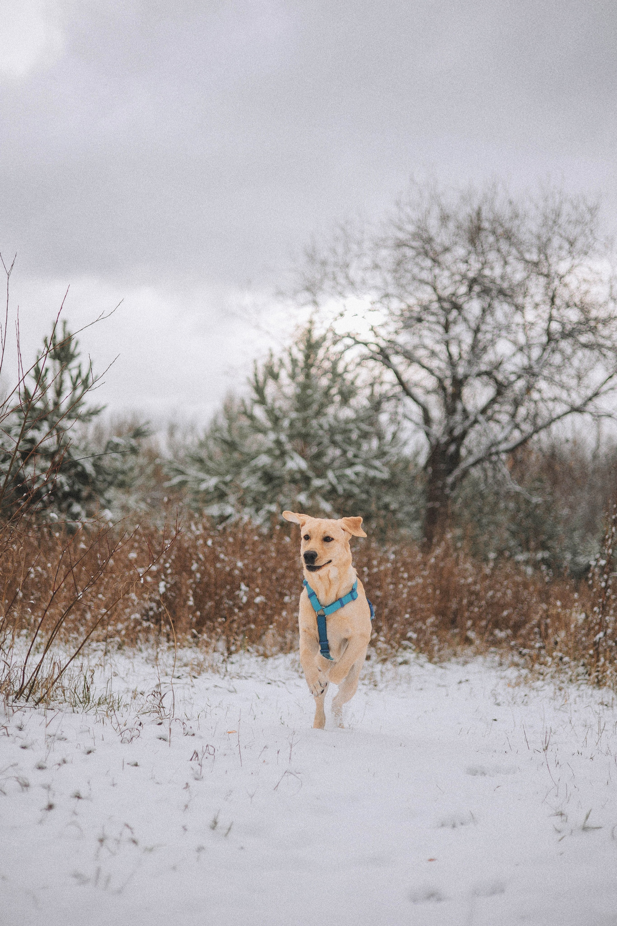 Маргарита и Варди. Фотограф-анималист Богданова Полина