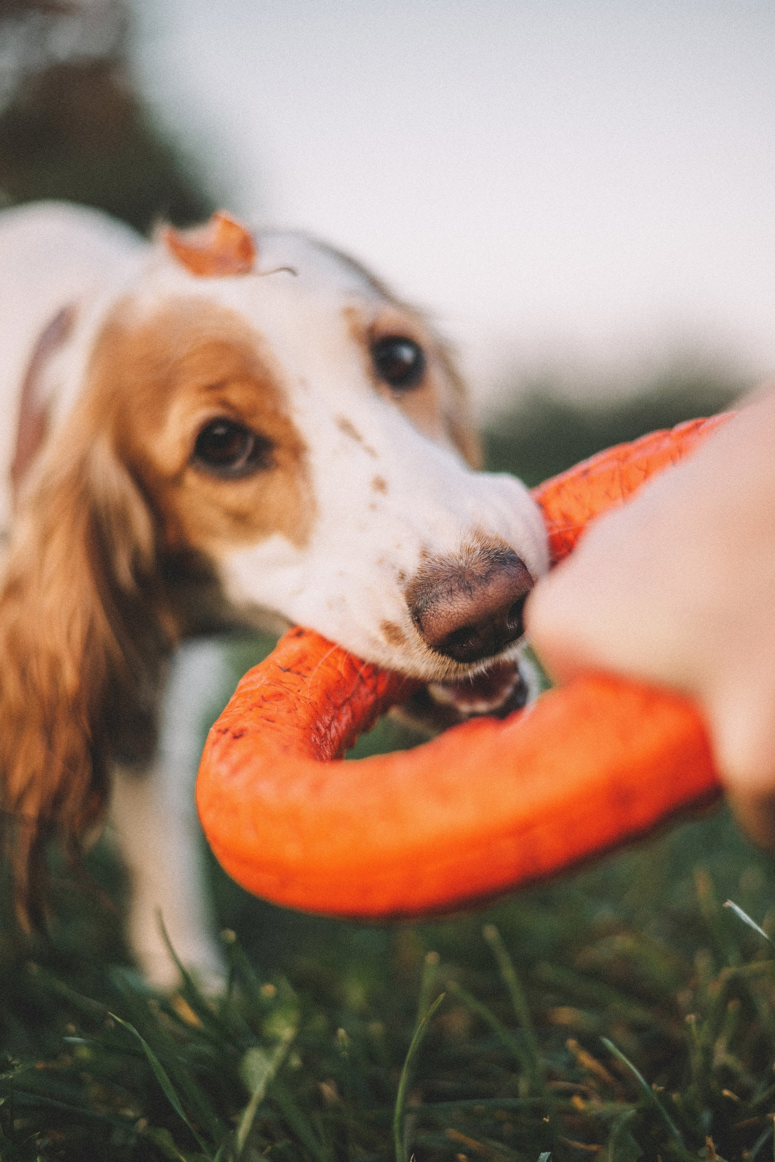 Маша и Вега. Фотограф-анималист Богданова Полина