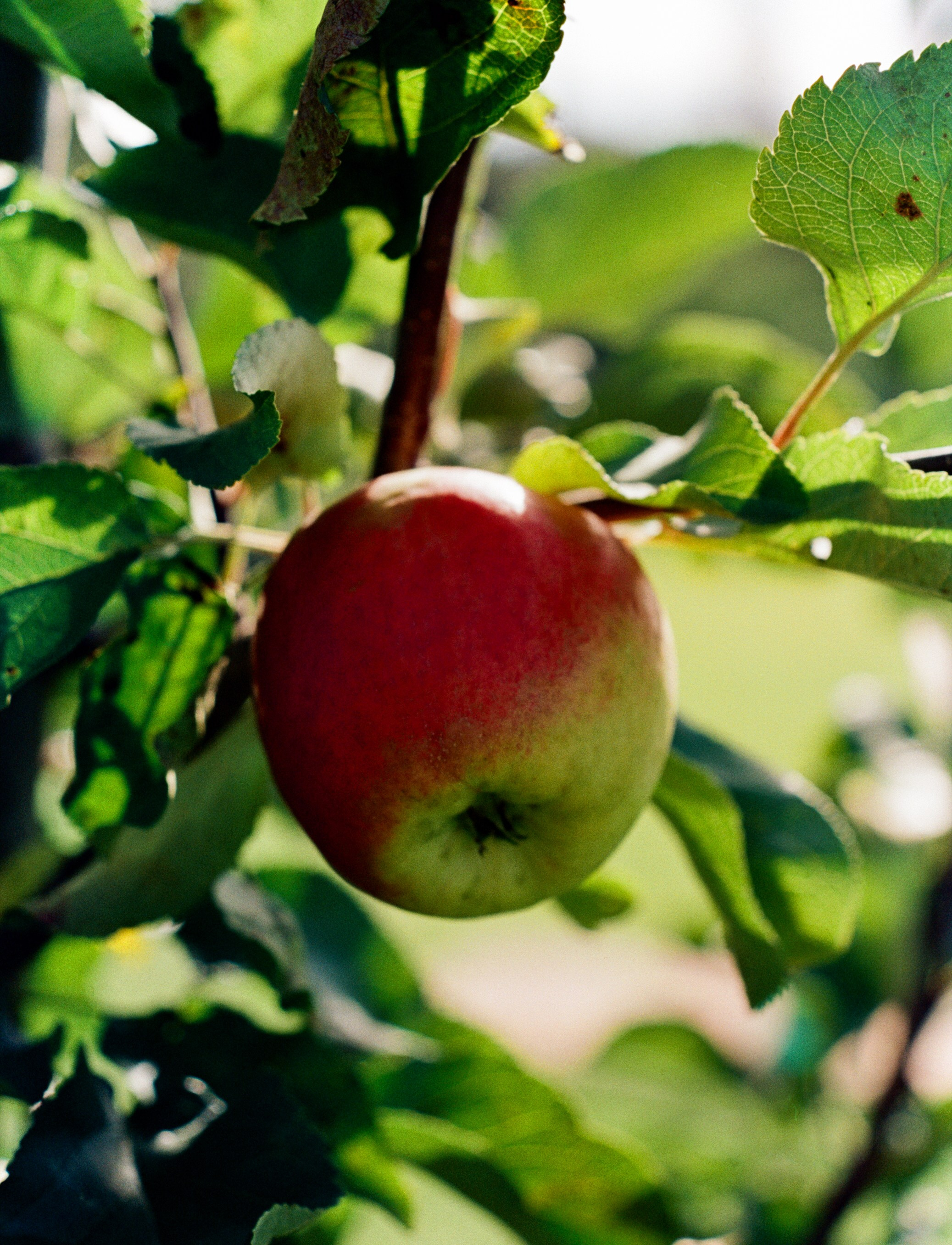 Nikon F100 примеры фотографий