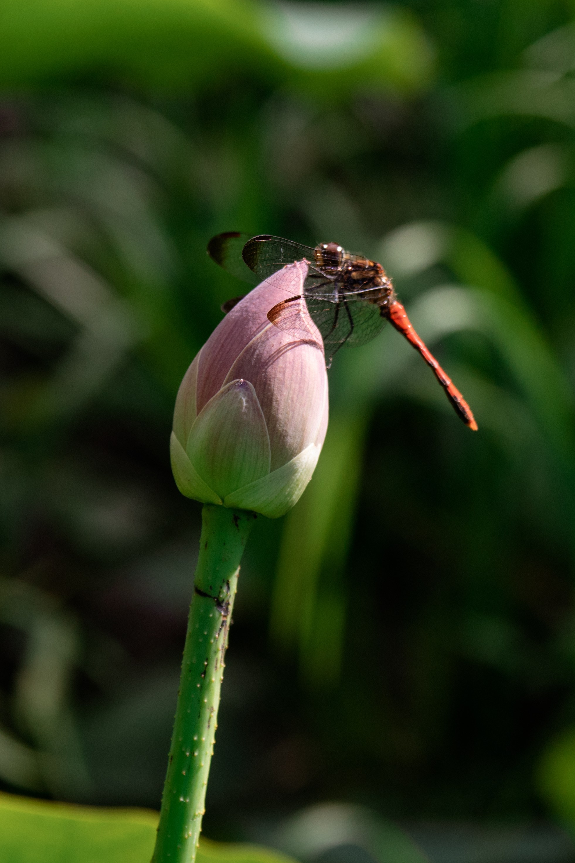 Озеро лотосов. Дальний Восток — природа и достопримечательности