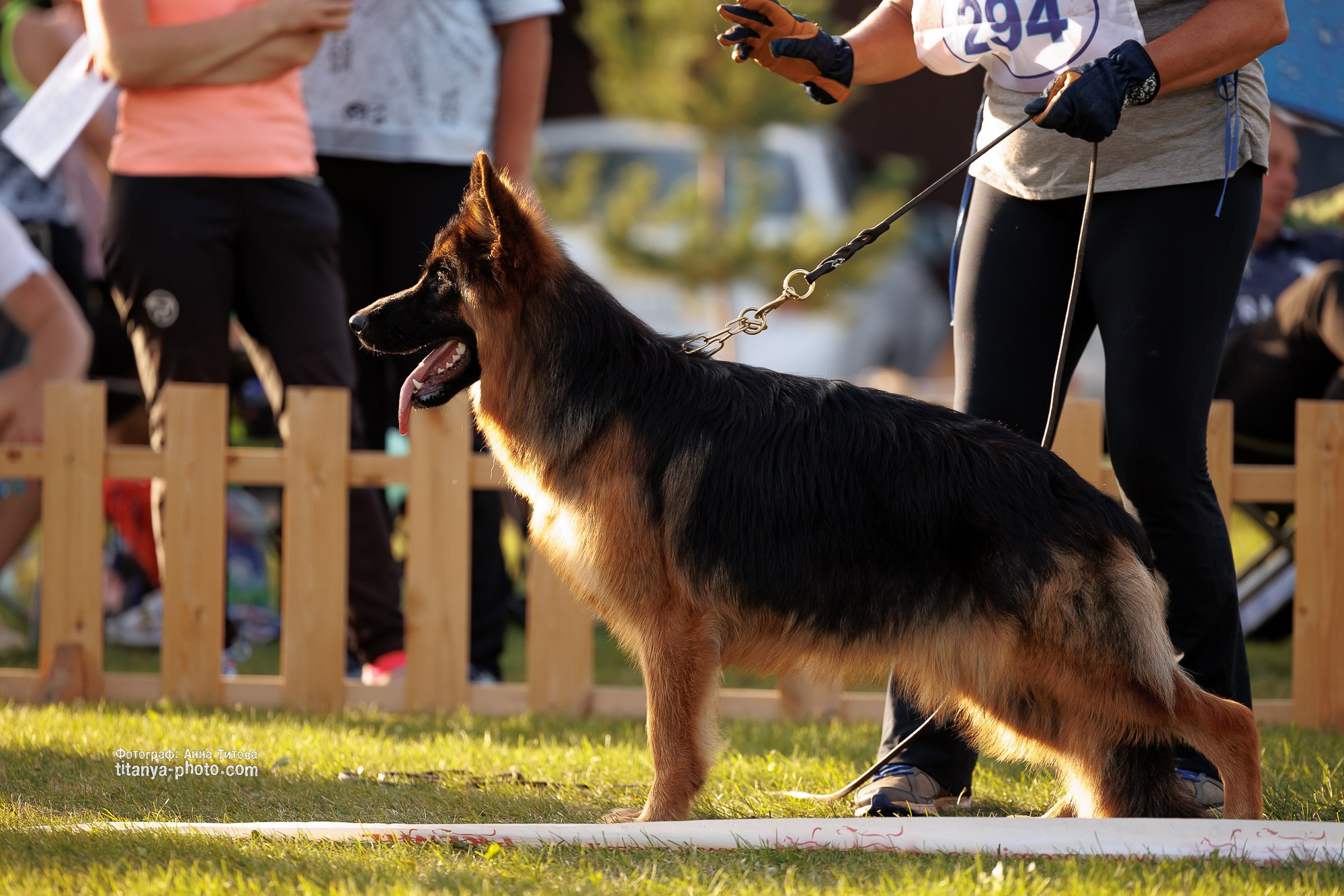 Немецкие овчарки: фото из рингов и вне ринга, мутпроба (фотографии с выставок). Фотограф собак, фотограф-анималист Аня Титова (Titanya). Москва