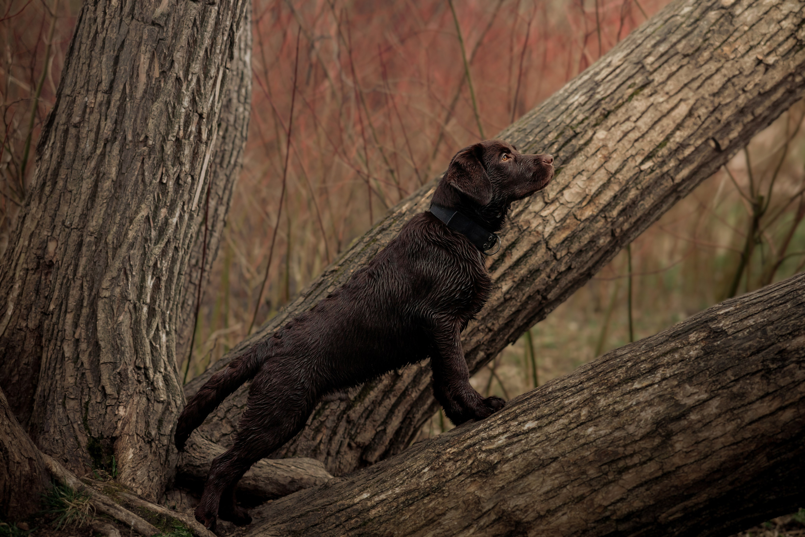 Ника и Ричи. Фотограф в Санкт-Петербурге Алёна Губинская